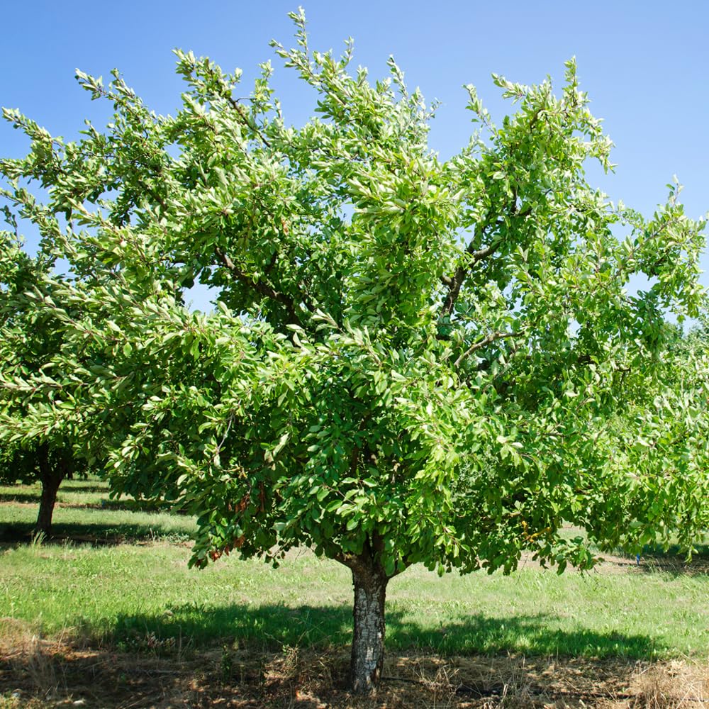 Apricot Plum, Unique Hybrid Plum with Apricot-Like Flavor and Juicy Flesh for Fresh Eating, 3-4 ft Tree Height, 7 gal. Grower Pot (Due to Agricultural Laws, we Cannot Ship to CA, AZ, AK, or HI)
