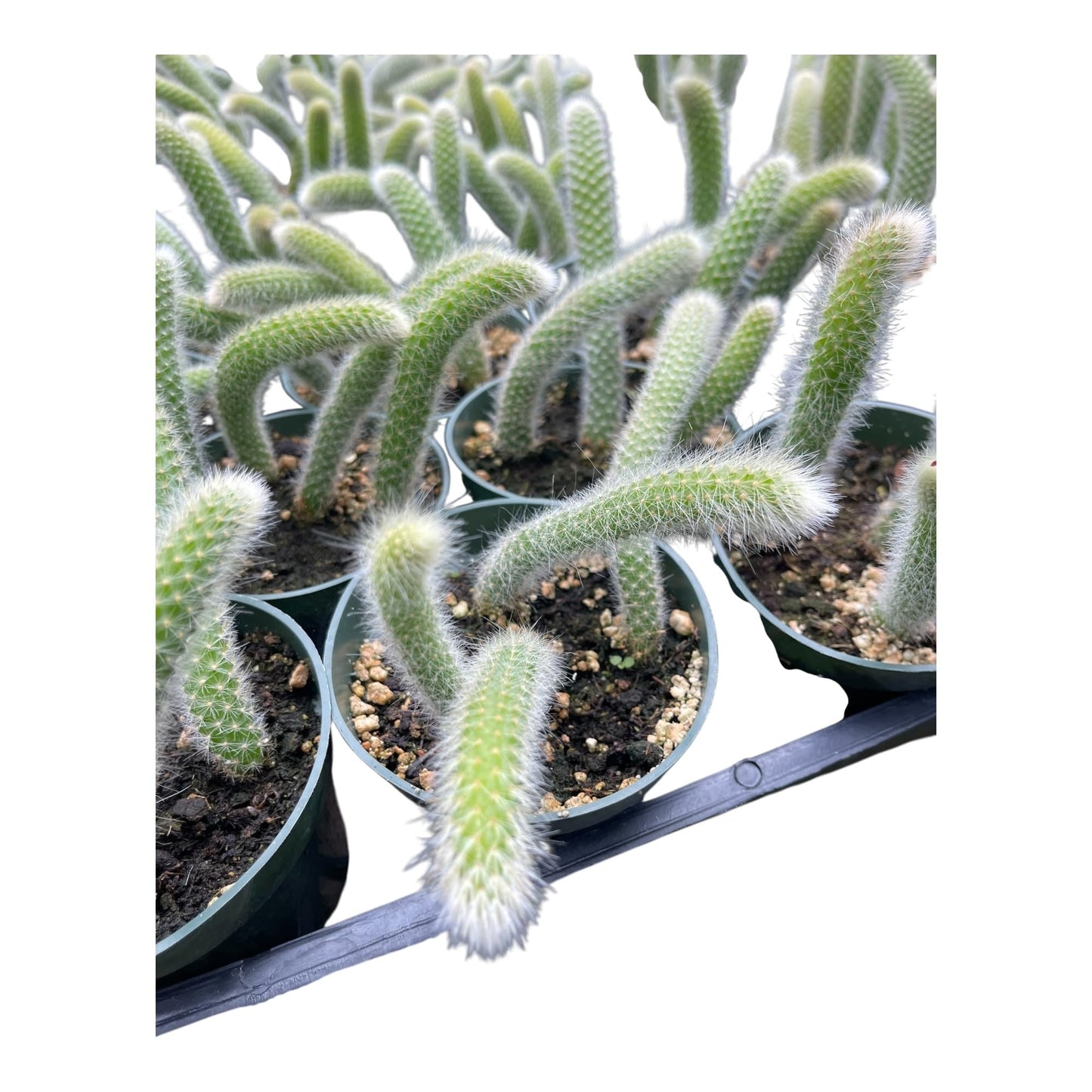 Rare Monkey Tail Cactus (Hildewintera colademononis) 4Inch Pot Around 3-4 Tails Around 3-8 in Inches for Each Tail Rooted and Healthy