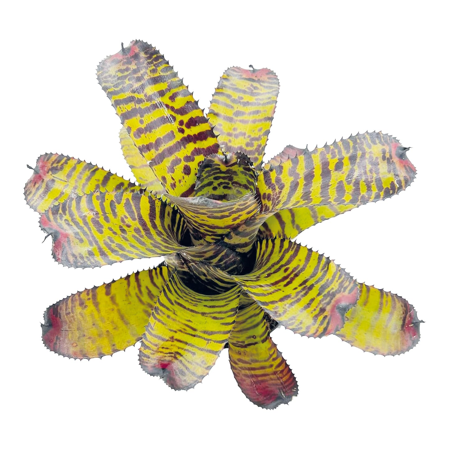 ragnaroc Live Plants – Bromeliad Neoregelia Dragon, 8-12" in 6" Pot - 1ct - Live Arrival Guaranteed - House Plants for Home Decor & Gift
