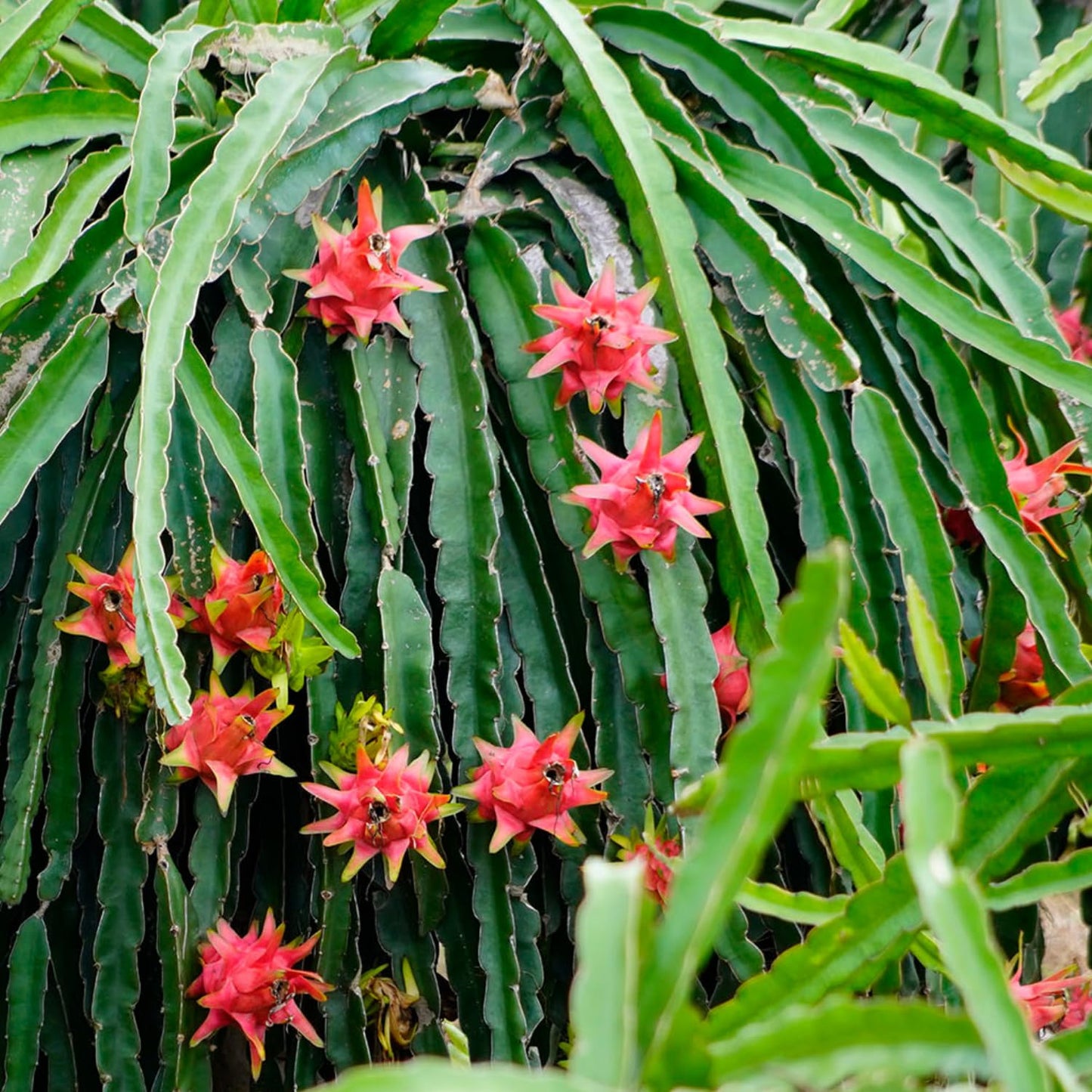 Dragon Fruit Plant Live in 3 Gallon Pot, Tropical Dragon Fruit Vine Plant, Sweet Fruits Plants for Outdoor Planting
