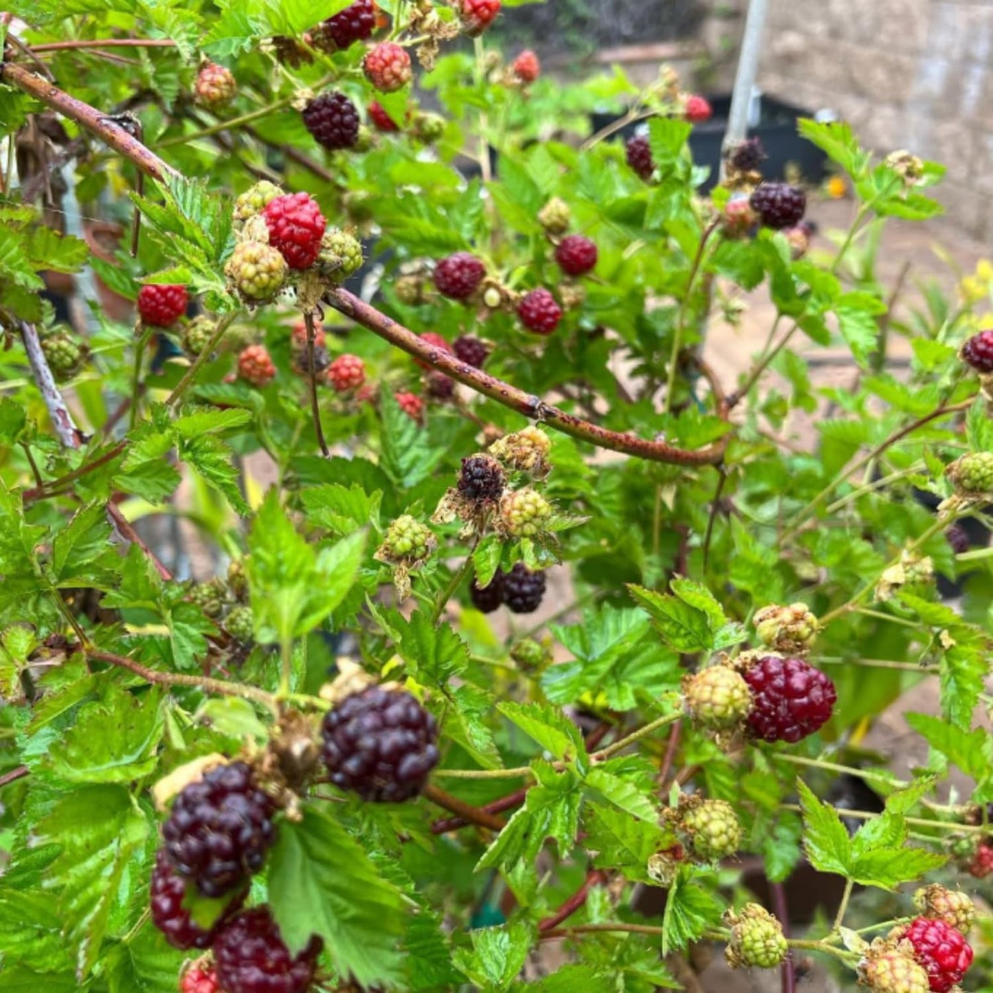 2 Boysenberry Tree Plant Live, Sweet Boysenberry Tree 4-6 Inc, Edible Fruit Plant for Outdoor Landscape