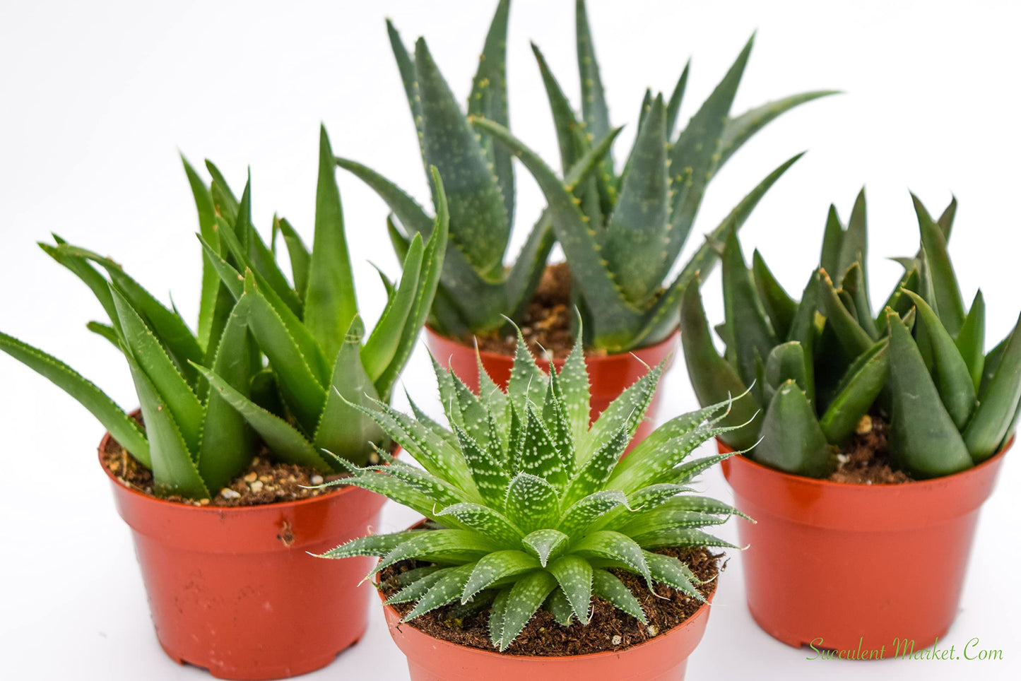 Live Aloe Succulents – Large Assorted 4-Inch Aloe Succulents – Fully Rooted Aloe Succulents (4)