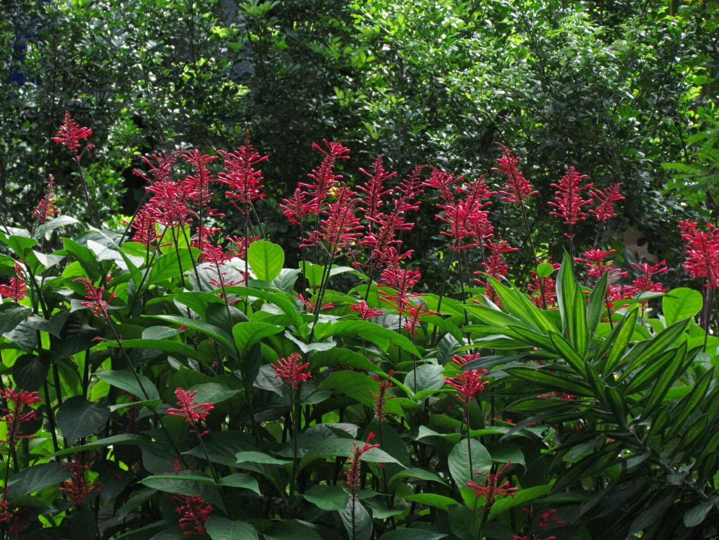 Live Plant - Fire Spike Red Odontonema Strictum Rooted Starter Plant Attracts Hummingbirds