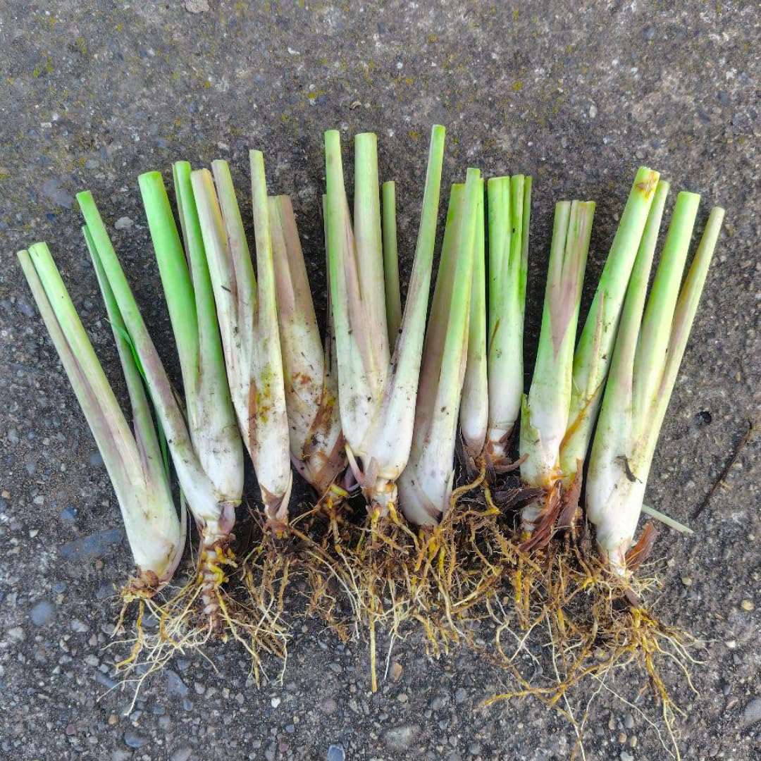3 Lemon Grass Plants Live, Lemongrass Plants for Outside Planting, Fragant Herb Lemongrass Planting, 4-8 Inc Tall