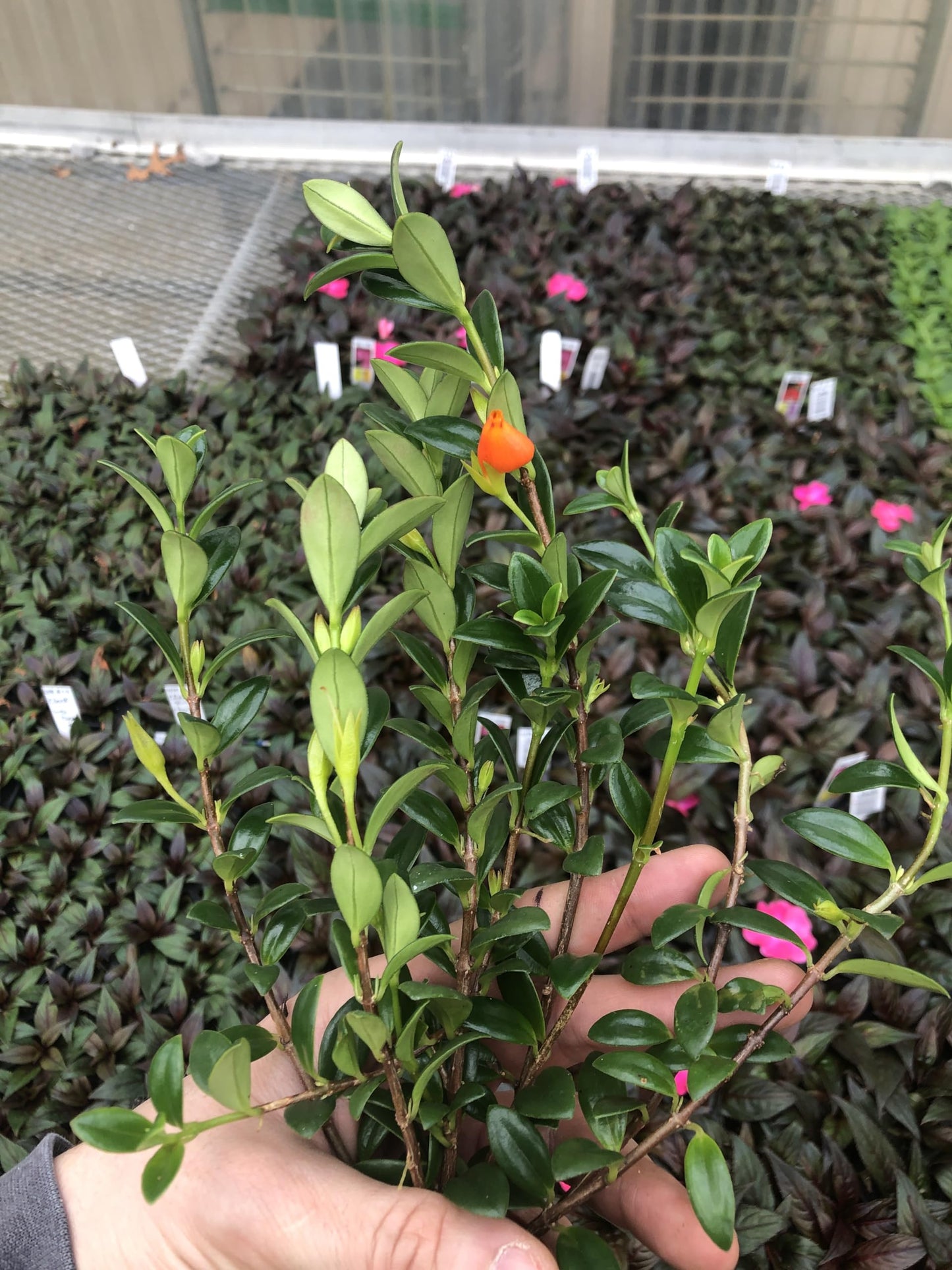Generic Goldfish Plant ~ Live and Healthy ~ for Home and Office, Green orange