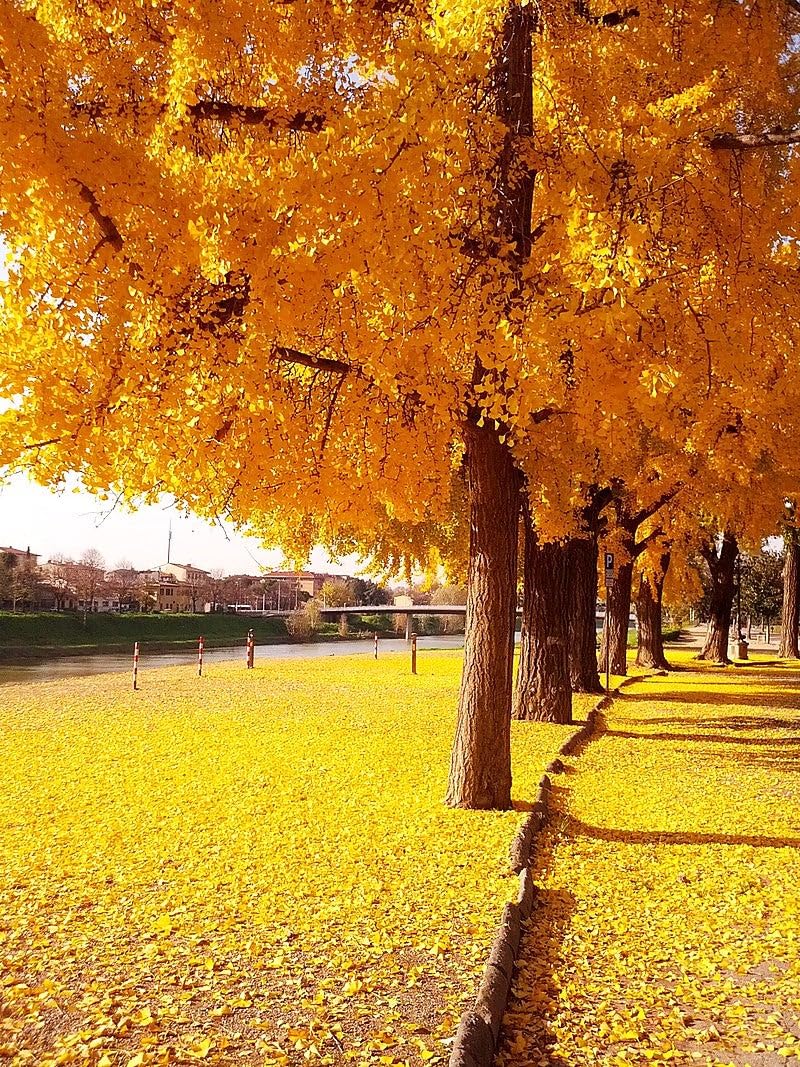 TomorrowSeeds - Ginkgo Biloba Tree Seeds - 5+ Count - for 2026 Planting Maidenhair Tree Fossil Silver Apricot Ginkyo Nut Fruit Drupe Cashew Perennial Trees Perennial Grow Your Own Home Farm Patio