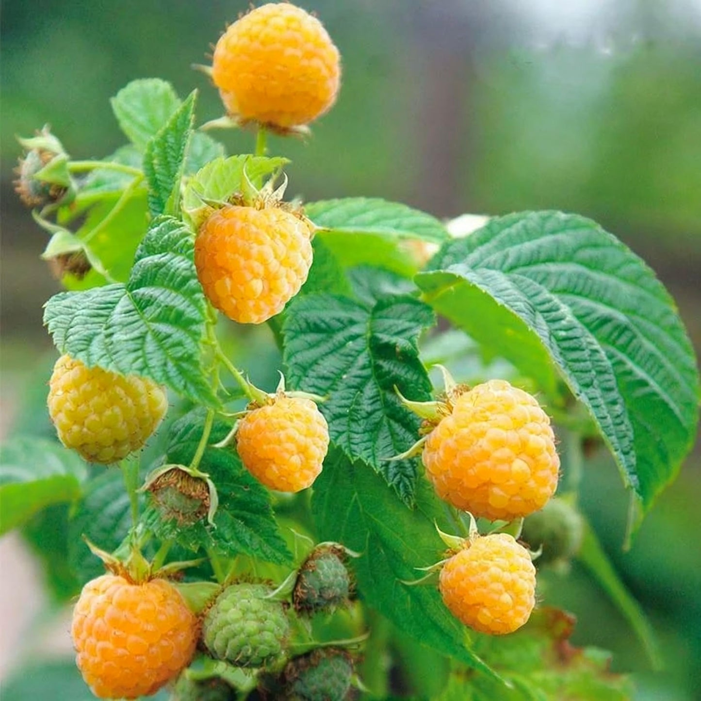 500 Raspberry Seeds, Mix Rubus Idaeus Seed for Planting, Perennial Non-GMO Fresh Fruit Seed for Home Garden Outdoor