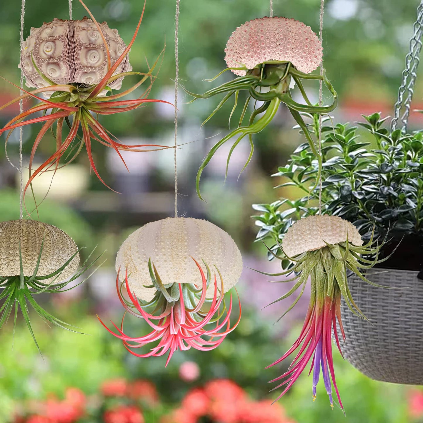 5 Pack Mini Sea Urchin Shell Hanging Pot-Air Plant Holder Hanging Decorative Cute Tillandsia Succulent Display Container with Rustic Ropes for Home Garden Beach Theme Party Wall Indoor Outdoor Decors