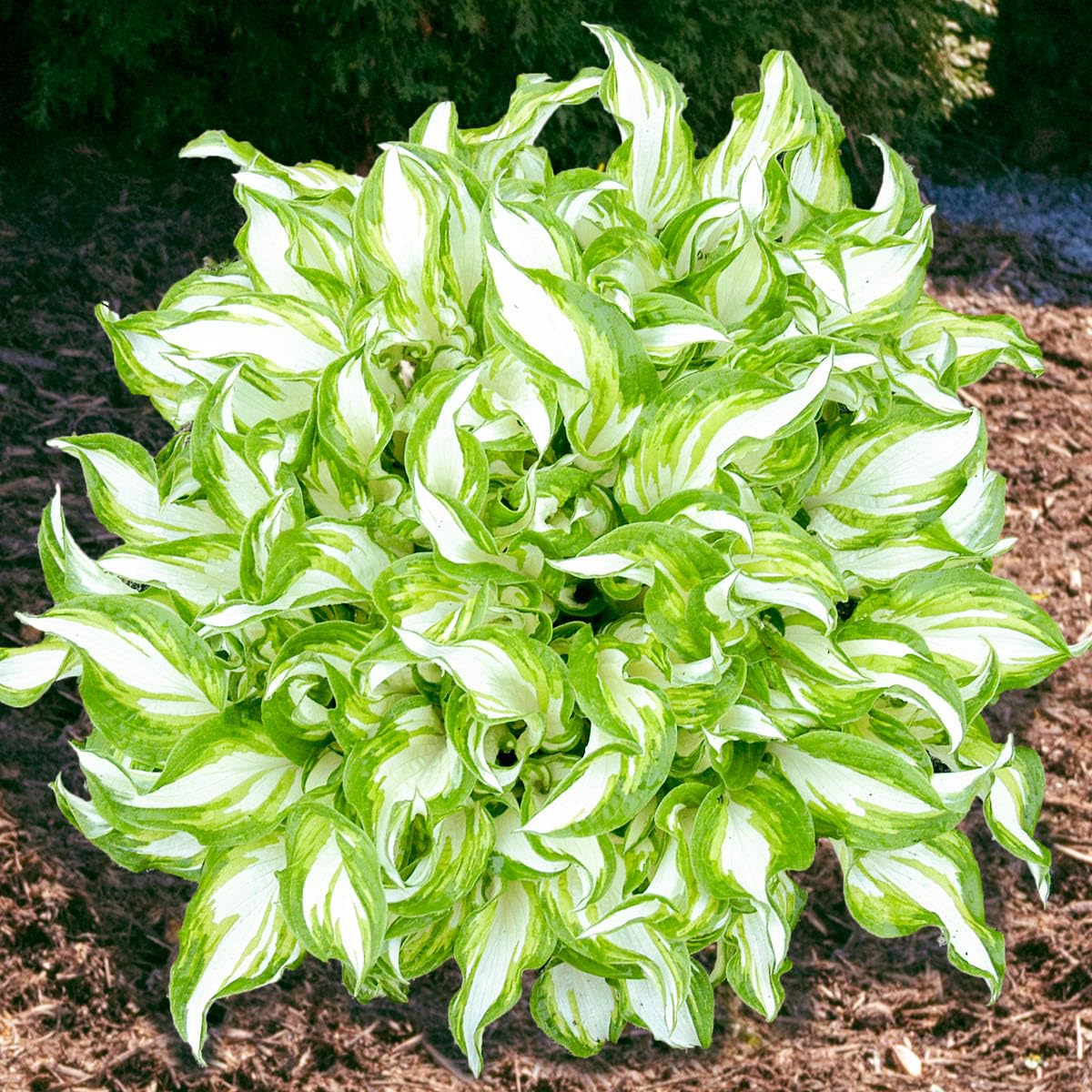 GARDENS ALIVE - Kiwi Spearmint Hosta Dormant Bare Root Perennial Starter Plant Roots, 3 Plants per Offer