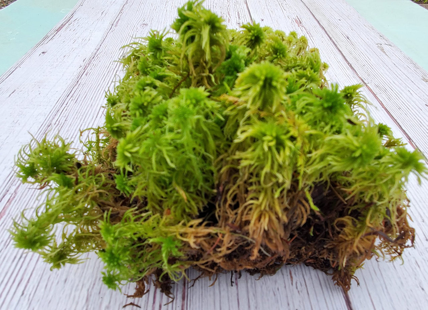 Tin Roof Treasure Super Sphagnum Moss 6"x9" Bag for Terrariums Orchids Reptiles Carnivorous Plants