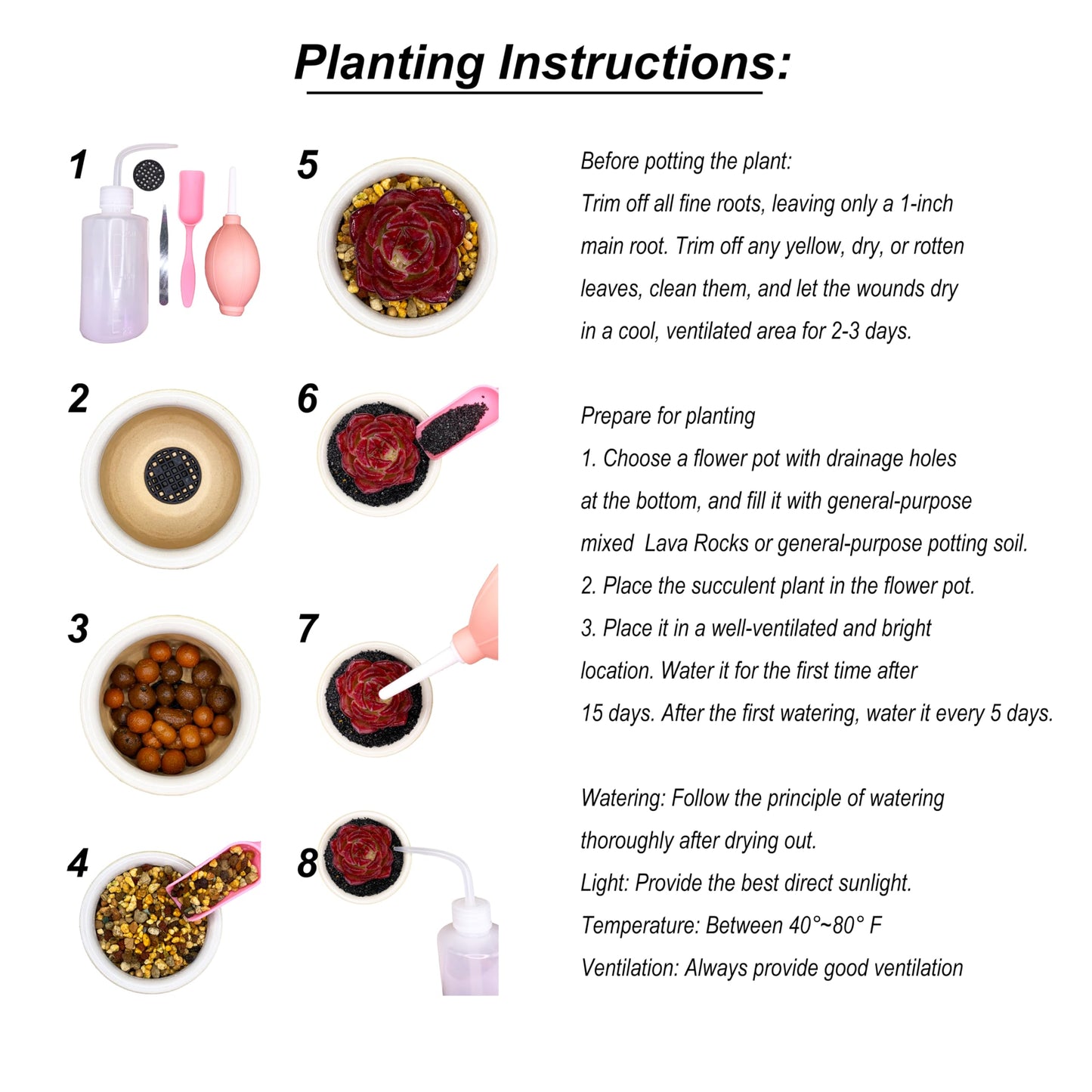 Echeveria Sang-A Rare Live Succulent Plants, 1 Head 2.2" Bare Root Without Pot & Soil, Garden Indoor Office Desk Baby Shower Decoration, Friend Plant Lovers Gifts