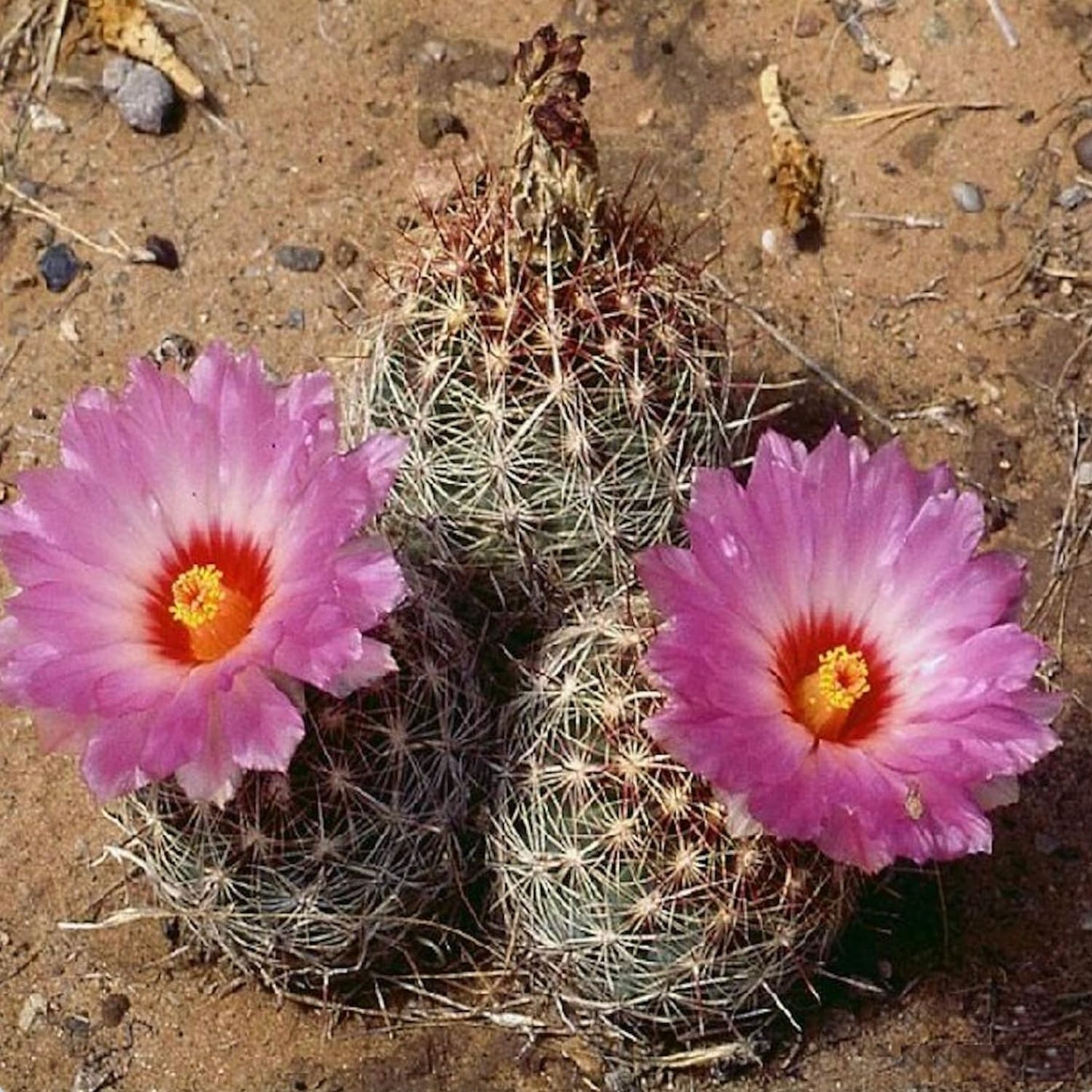 Glory of Texas Cactus (Thelocactus Bicolor) - Live Plant - Award-Winning Blooms - Attracts Pollinators