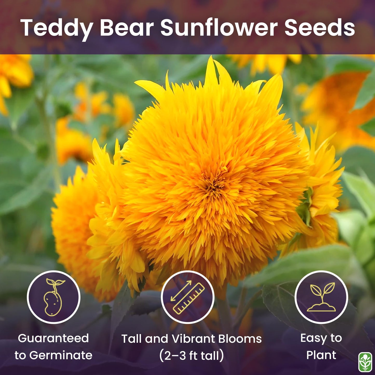 Marde Ross & Company Teddy Bear Sunflower Seeds 30+ Giant, Fluffy Blooms Heirloom Flower Seeds for Outdoor Planting Grows up to 7' Tall in Full Sun - Grown in the USA