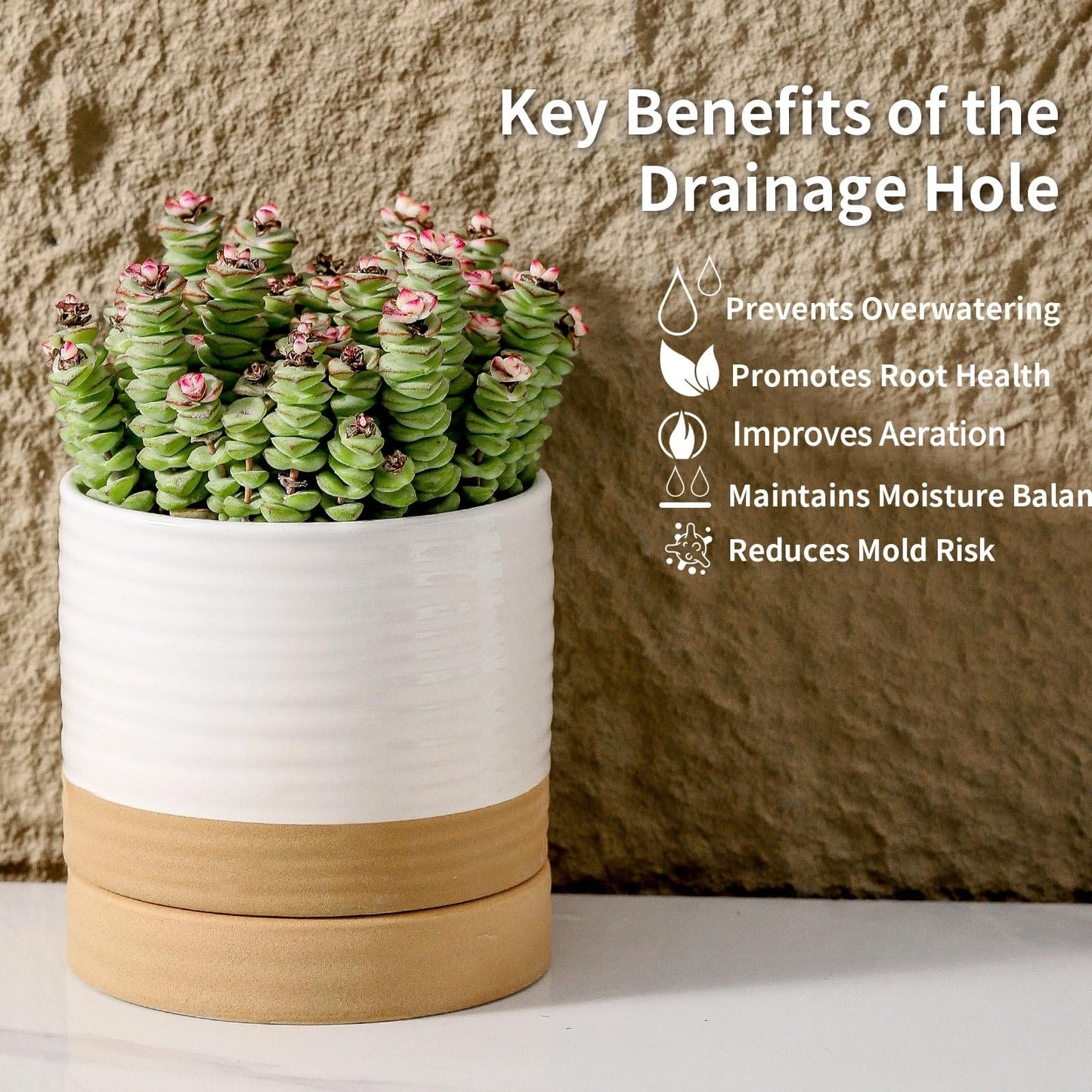 HASENSE Ceramic Plant Pots with Saucers Set of 4, 4.6 Inch Planters for Indoor Plants with Drainage Holes,Two-Tone White Flower Pots for Succulents, Snake Plants & Cactus, Farmhouse Desktop Decor