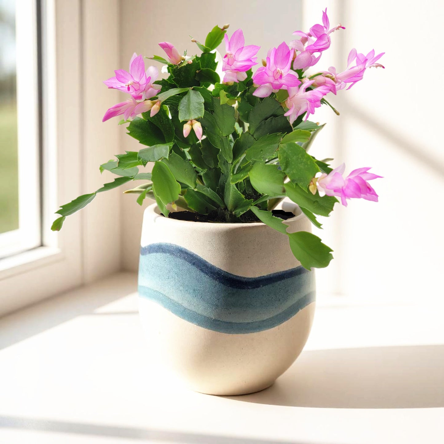 Wonderland Flora Thanksgiving Cactus, Pink Seasonal Blooms, Live Indoor Plant, Flowering Houseplant, Christmas Cactus, 4-Inch Pot, Holiday Decor, Pet Safe, Free Heat Pack
