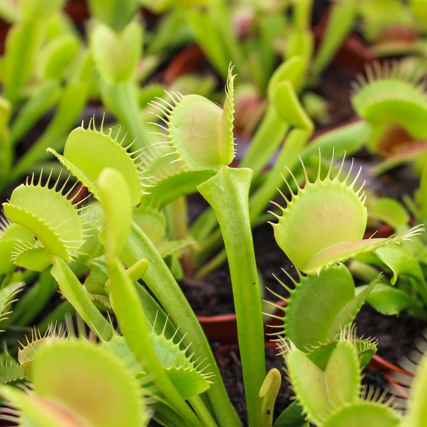 Altman Plants Non-Toxic Live Venus Flytrap Plant, Carnivorous Plants, Pet Safe Houseplant, Educational Crafts & DIY for Kids, 3 in. Grower Pot, Real Houseplants for Bog Gardens