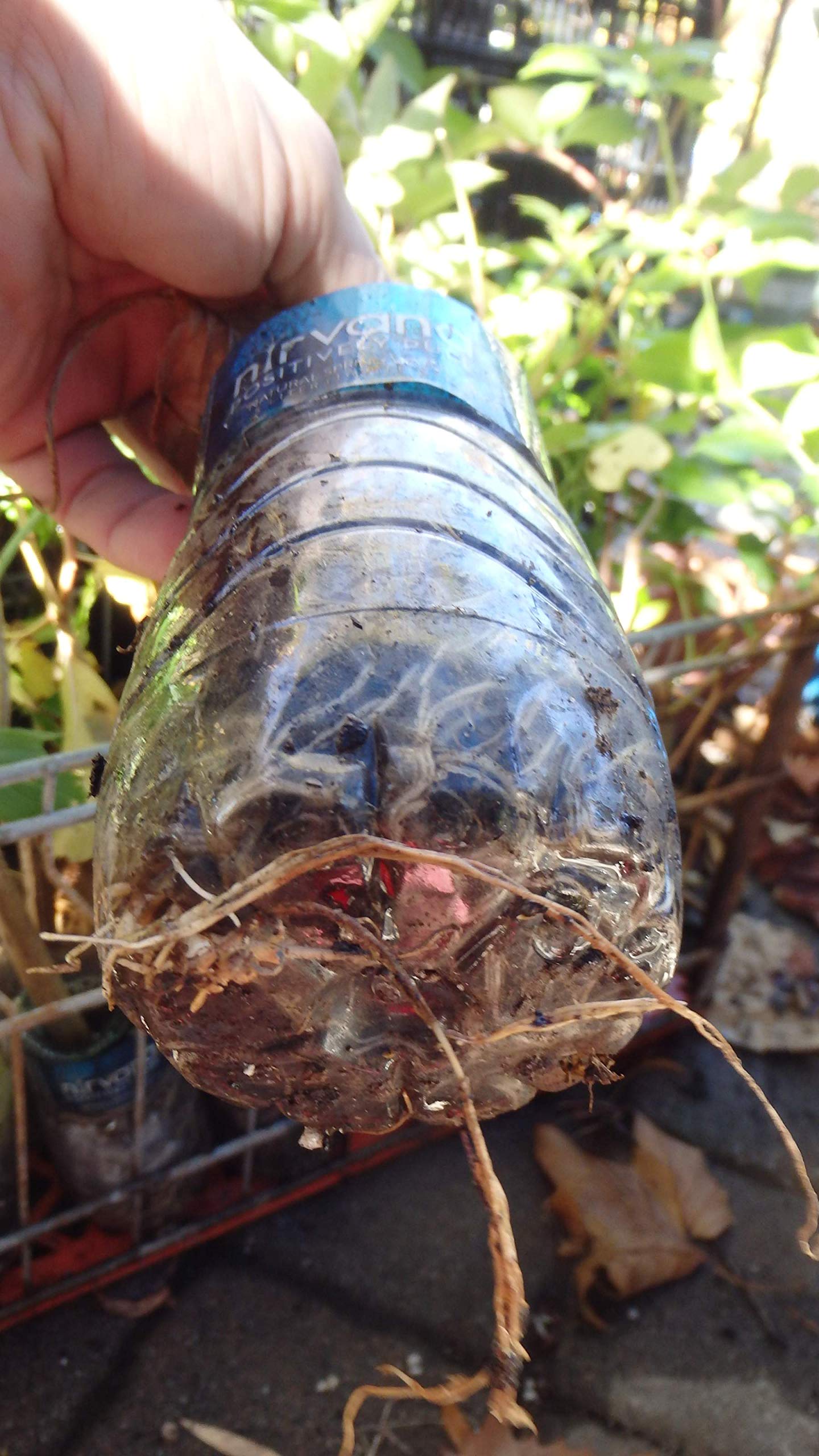 One Live Rooted Plant of Elderberry, Sambucus nigra, Sent Bare Root