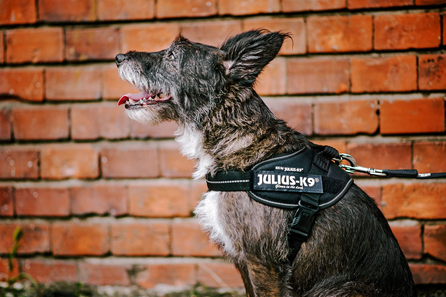 Julius-K9 IDC Powerharness, Blue, S/Mini