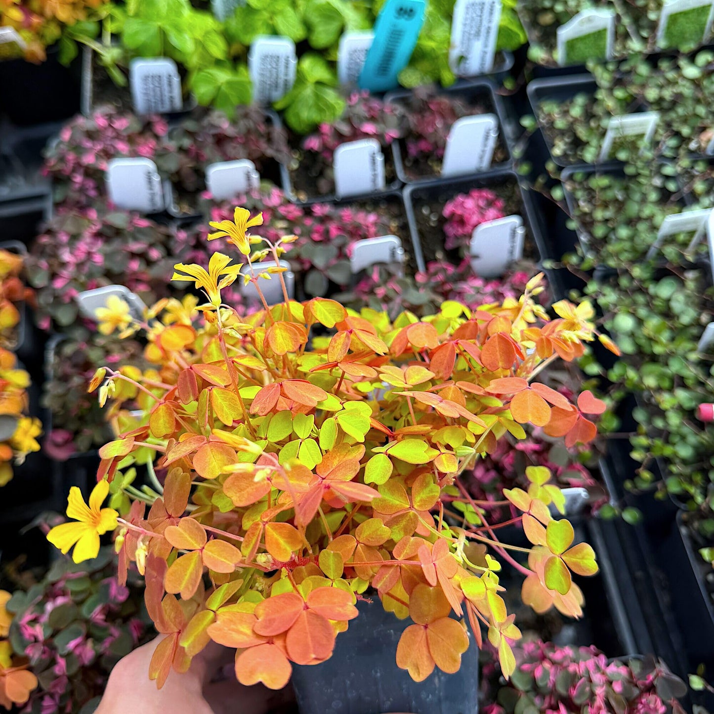 Oxalis spiralis ‘Aurea’, Amber Plum Crazy, Golden/Amber Oxalis, Amber Shamrock, Non-Invasive Wood Sorrel, Perennial or Houseplant, Container Size: 3" (2.6x3.5)