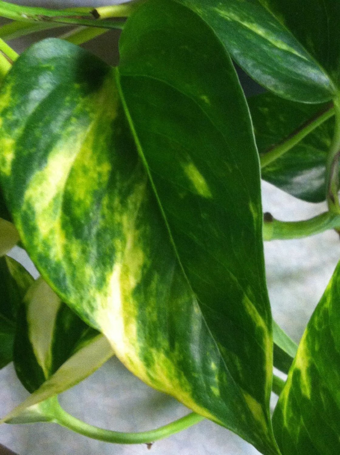Golden Devil's Ivy - Pothos - Epipremnum - 6" Hanging Pot - Very Easy to Grow Unique from Jmbamboo
