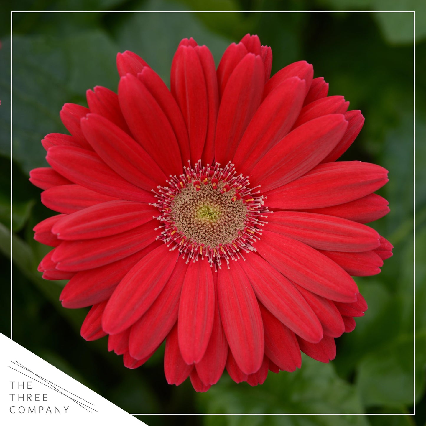 Live Flowering Gerbera Daisies - Shades of Pink (2 Plants Per Pack) - Beautiful Spring Flowers - 12" Tall by 5" Wide in 1 Qt Pot