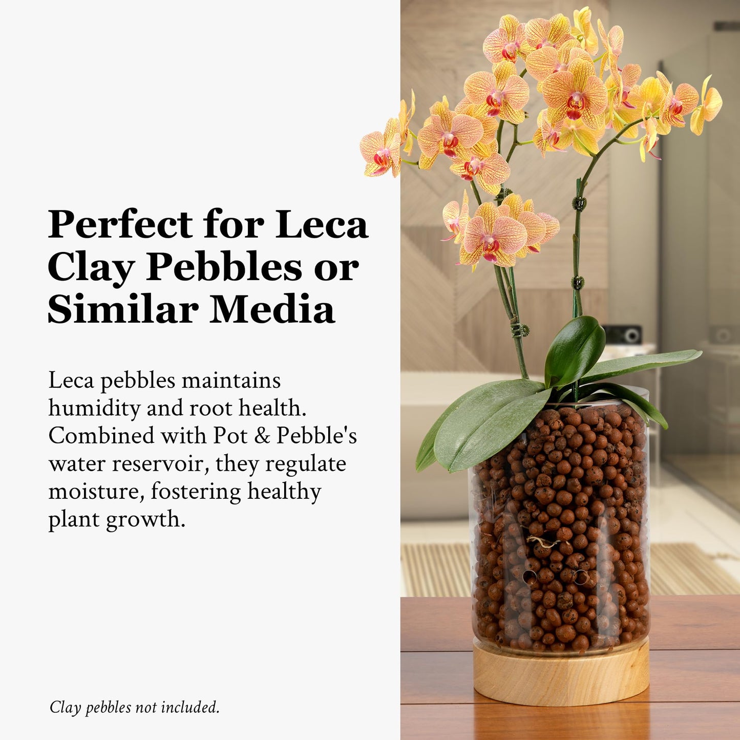 Pot & Pebble - C1 Glass Planter with Wooden Base - Indoor Glass Planter with Water Level Control Holes -Grow Plants in LECA Clay Pebbles/Similar Media - Semi Hydroponic Planter - Plant Cutting Holder