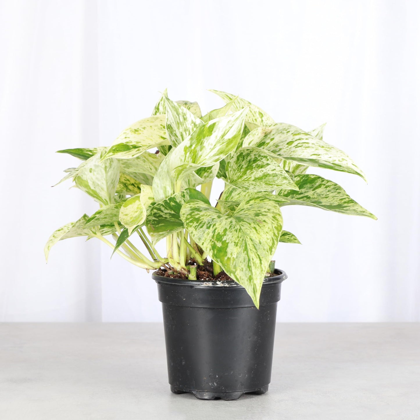 Thorsen's Greenhouse Marble Queen Pothos, Live Indoor Plant, Easy to Grow, Rare Variegated Houseplant, Natural Air Purifier, 4-inch Diameter Pot (Nursery Pot)