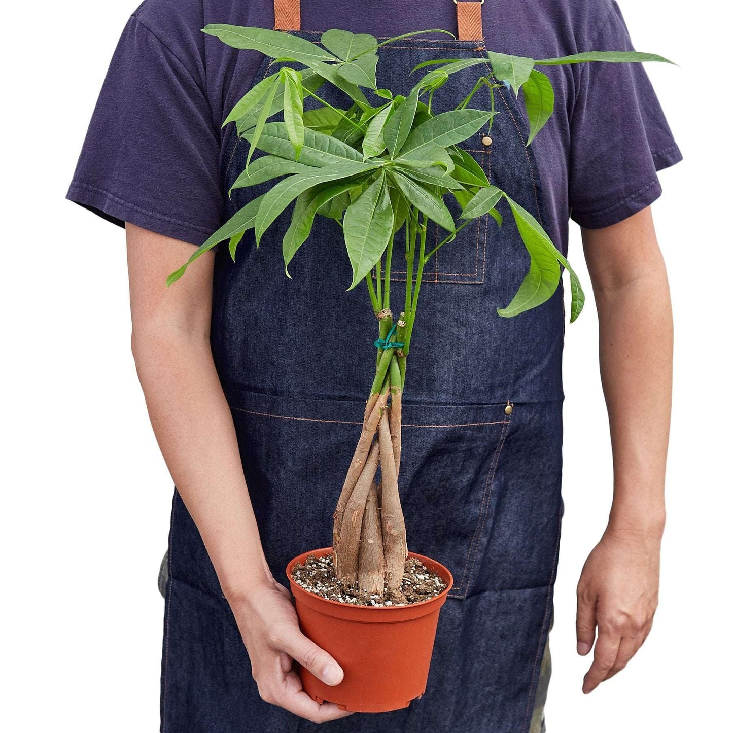 Money Tree 'Guiana Chestnut' Pachira Braid Live Plant for Indoor | Different Houseplants in 4'' & 6'' Pot | Real House Plant for Living Room, Office, Desk & Bathroom |