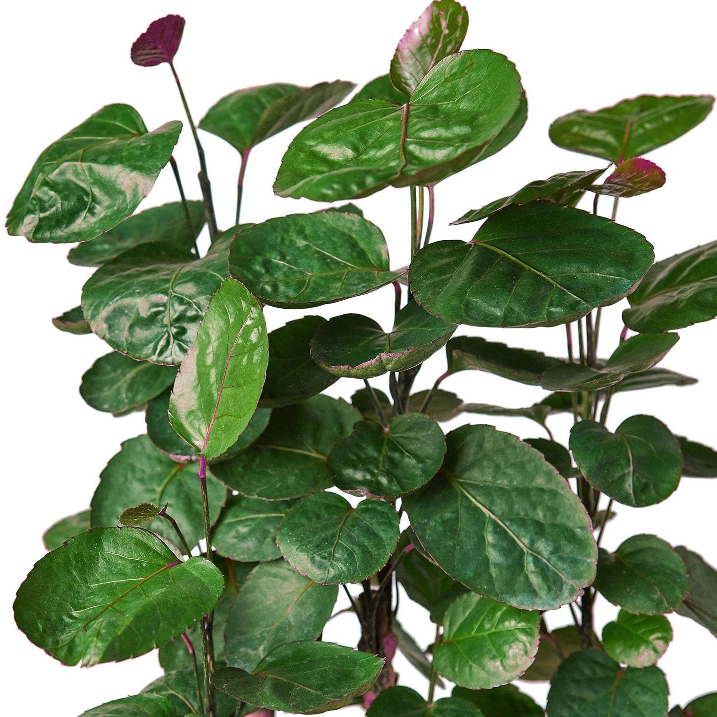 Aralia Fabian Stump 'Polyscias Scutellaria' in 6in Pot - Live Tropical Houseplant - Easy to Grow | Variegated | USA Growers | The Snobby Leaf