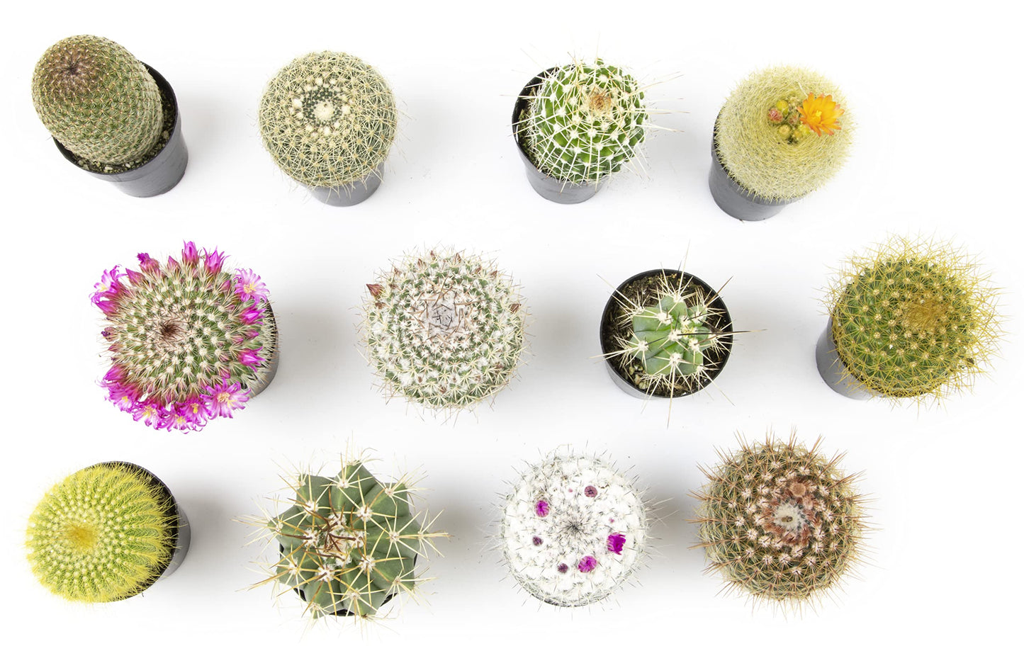 Altman Plants, Assorted Cactus Plants Live Cactus Decor (12PK), Cactus Plant Live Succulents Plants Live in Cactus Soil Potting Mix, Live Cacti Plants Live Succulent Plants Live Plants in Cactus Pot