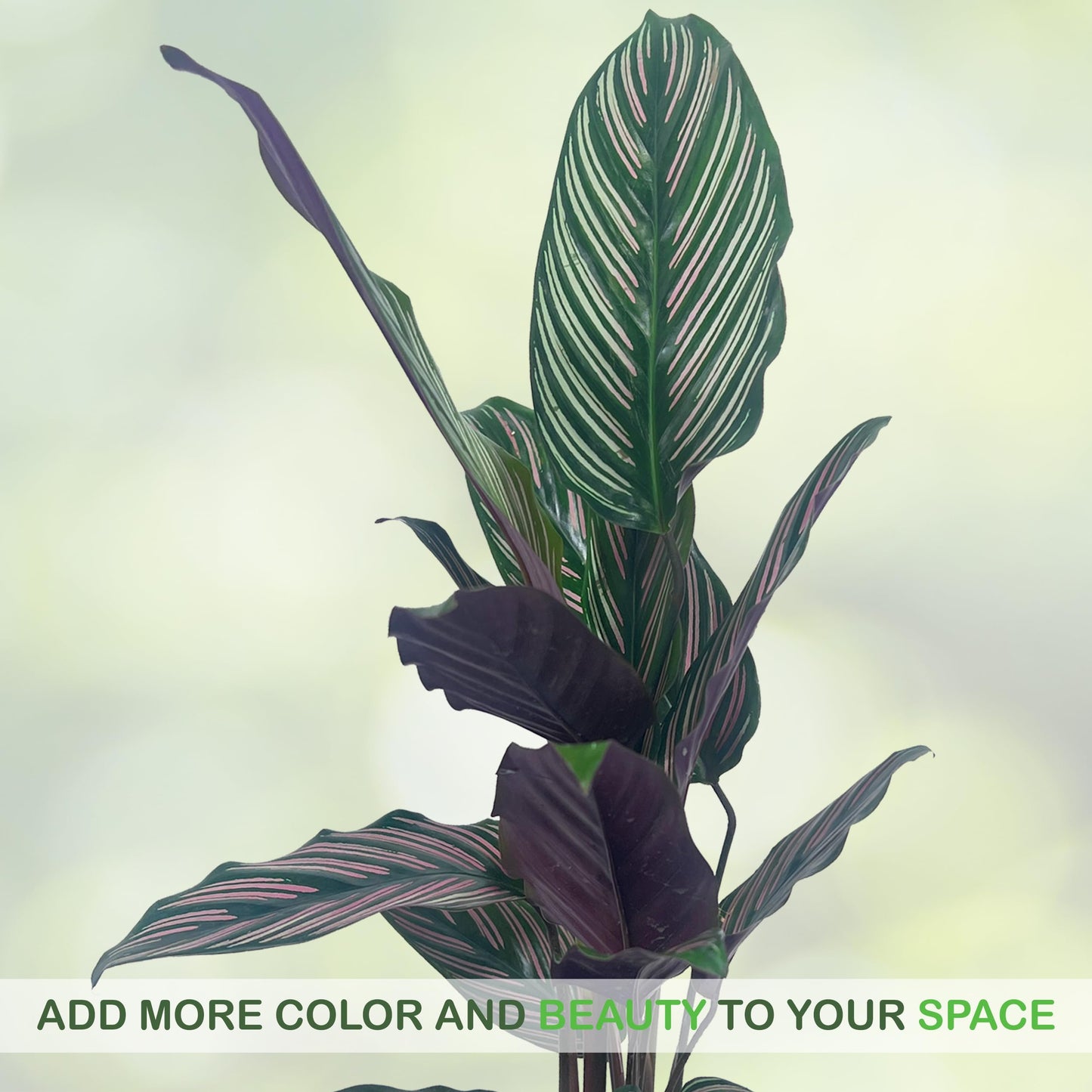 LEAL PLANTS ECUADOR Calathea Ornata Sanderiana Stretched (Pack of 2) Fascinating Leaf Movement, Easy Care Tropical Houseplant, Air-Purifying, Ideal for Home & Office Decor, Unique Living Plant Gift