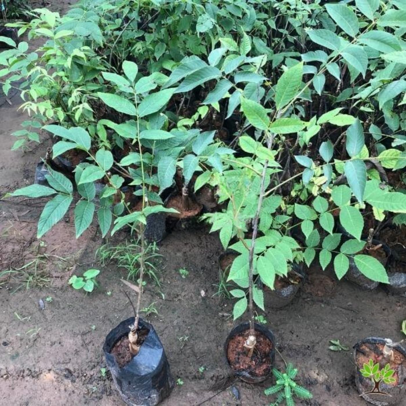 Rare Hickory Tree Live Plant, Cold Hardy, Dormant, 6-12" Tall, 1 Year Old Trees for Garden Planting