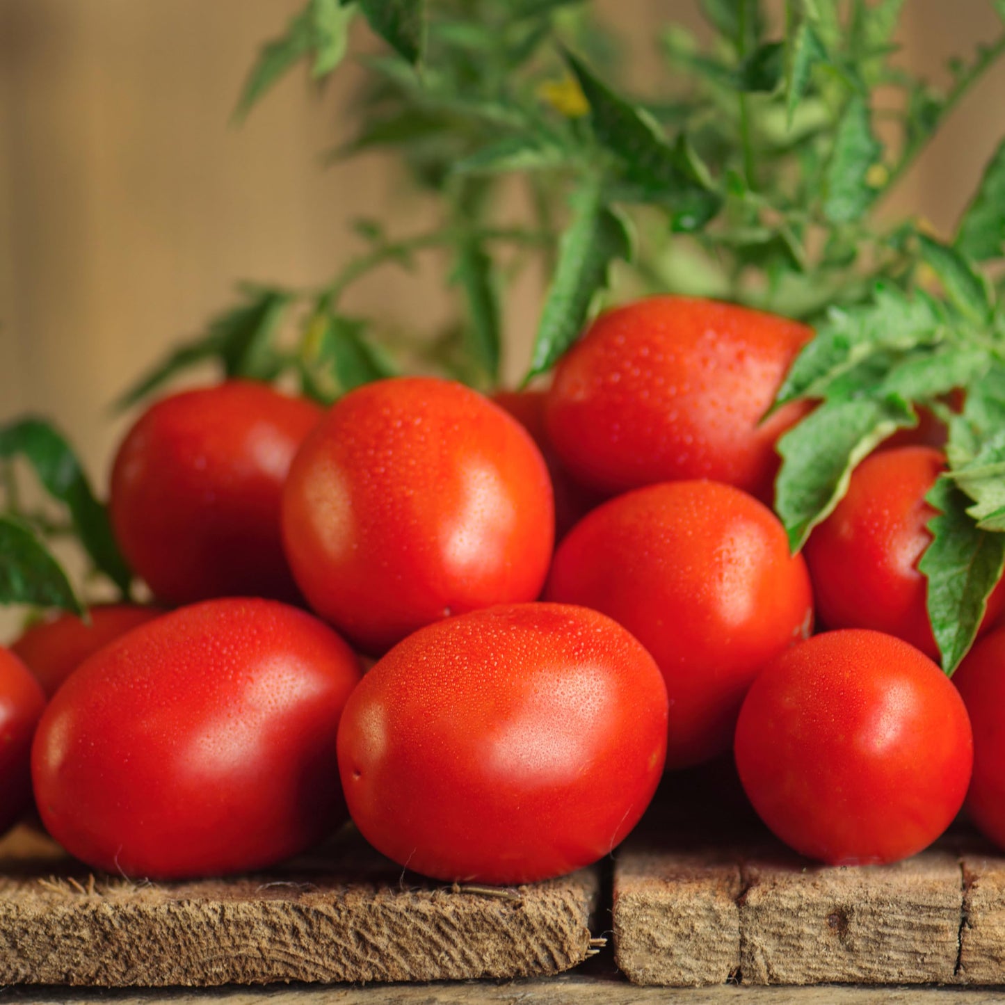 Bonnie Plants Roma Tomato Plugs, Live Plants, Ideal for Raised Beds and In-Ground Gardens, Paste Tomato Good for Fresh Eating, Cooking, and Preserving, 3 Cubic in., 6-Pack