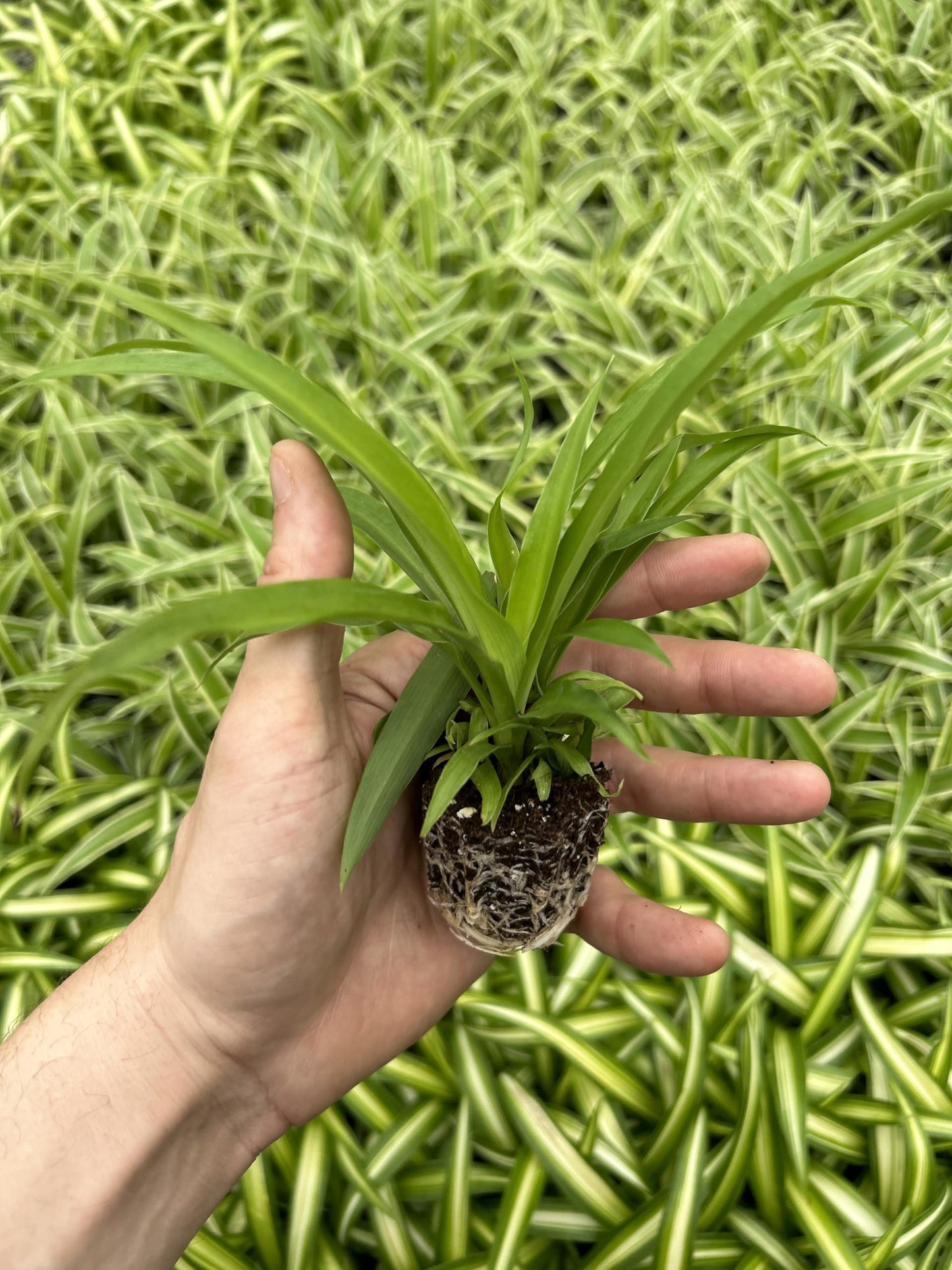 Generic 4 Green Ocean Spider Plants ~ Live Starter Plants ~ Perfect for Home Garden and Office, Purple