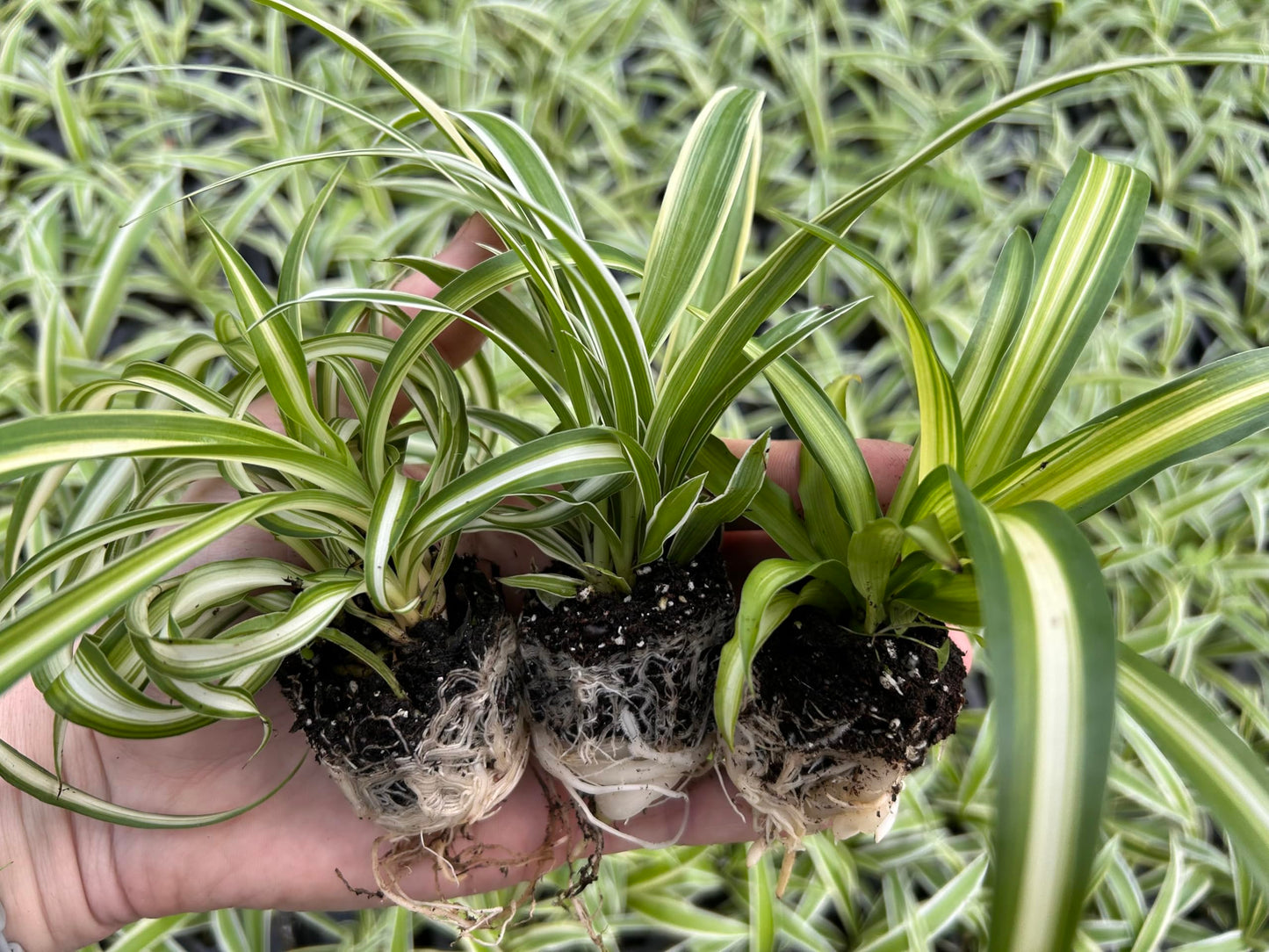 Spider Plant Variety Pack - 3 Variegated Spider Plants Live House Plants - Ocean, Hawaiian, Bonnie Curly - Perfect for Home Garden & Office Decor - Ideal for Indoor Air Quality & Easy to Care