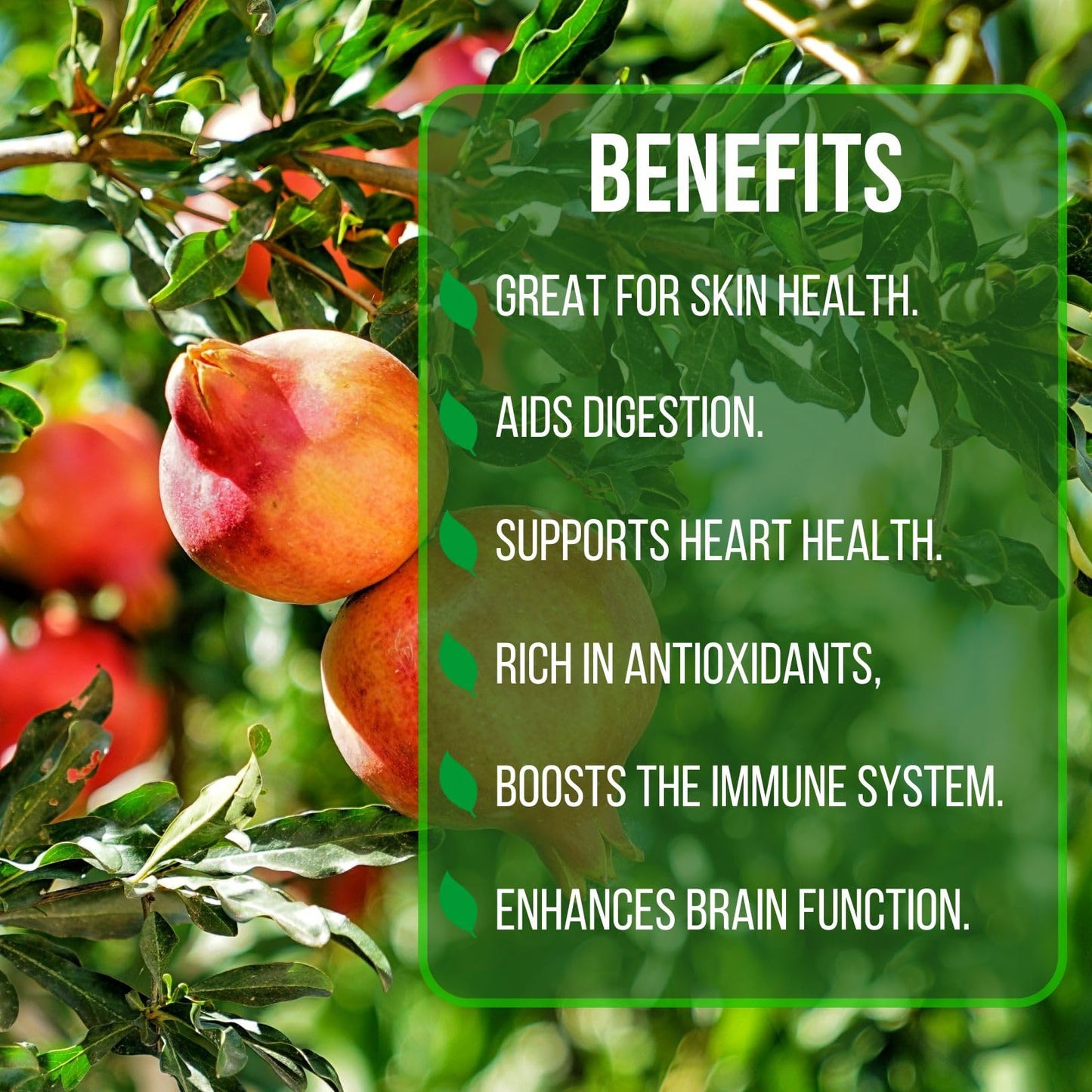 Pomegranate Salavatski Live for Sale (4 Pack) | Easy to Grow Plants | Edible Fruit Plant for Sustainable Living | Grow Your own Food on Your Edible Organic Garden| Live for Planting| 2 inch Pot