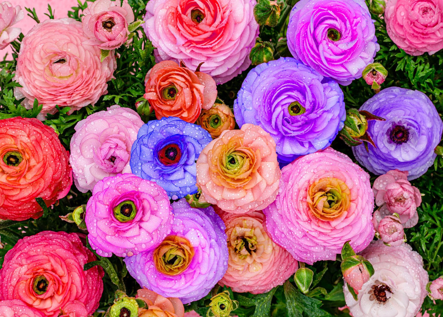 Complete Spring Flower Bulb Garden - 10 Bulbs Ranunculus Bulbs Continuous Blooms (Spring Color from March Through June) - Easy to Grow Fall (Ranunculus Bulbs)