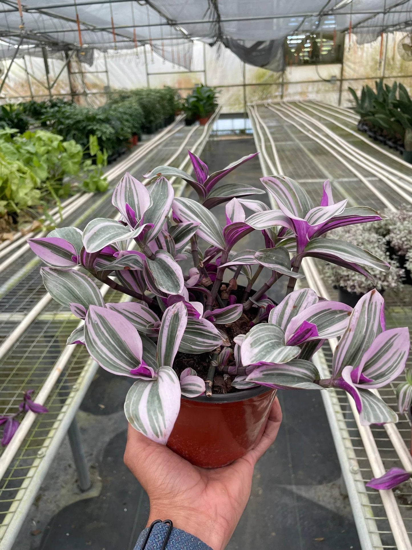 Tradescantia Nanouk | Live Plant for Indoor & Outdoor | for Living Room, Office, Bathroom | (4" Pot)
