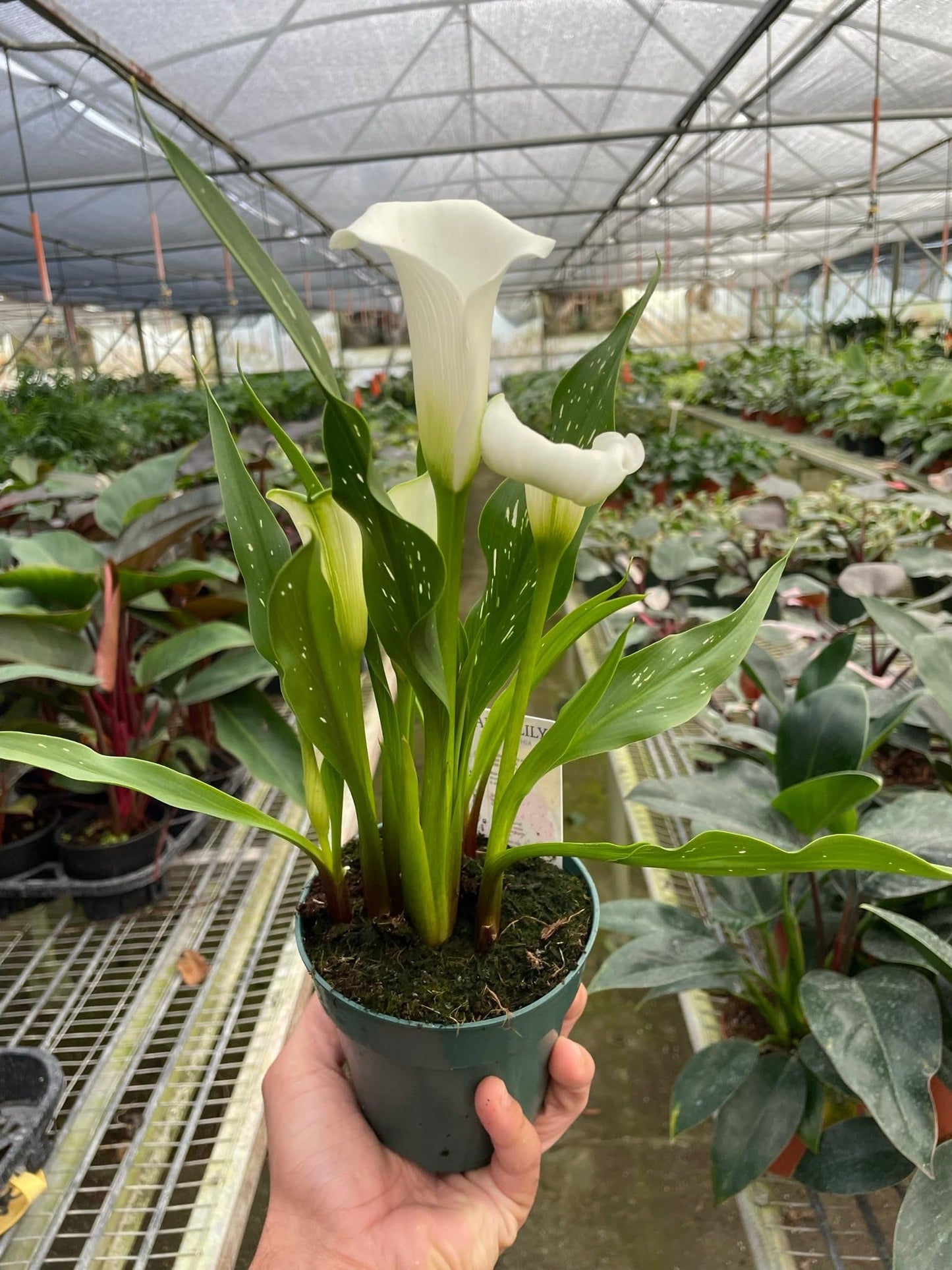 Calla Lily | Live Plant for Indoor & Outdoor | for Living Room, Office, Bathroom | (6" Pot)