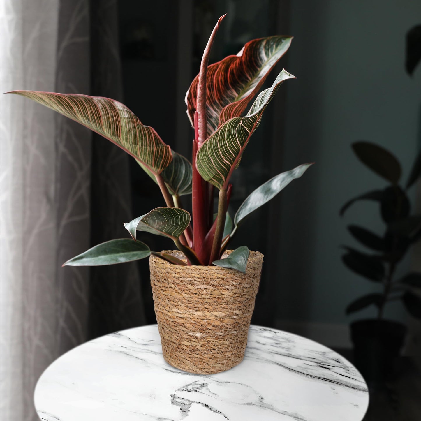 Green Circle Growers 5" Pink Bikini Plant in Seagrass Pot – Vibrant Live Houseplant for Home & Office Decor
