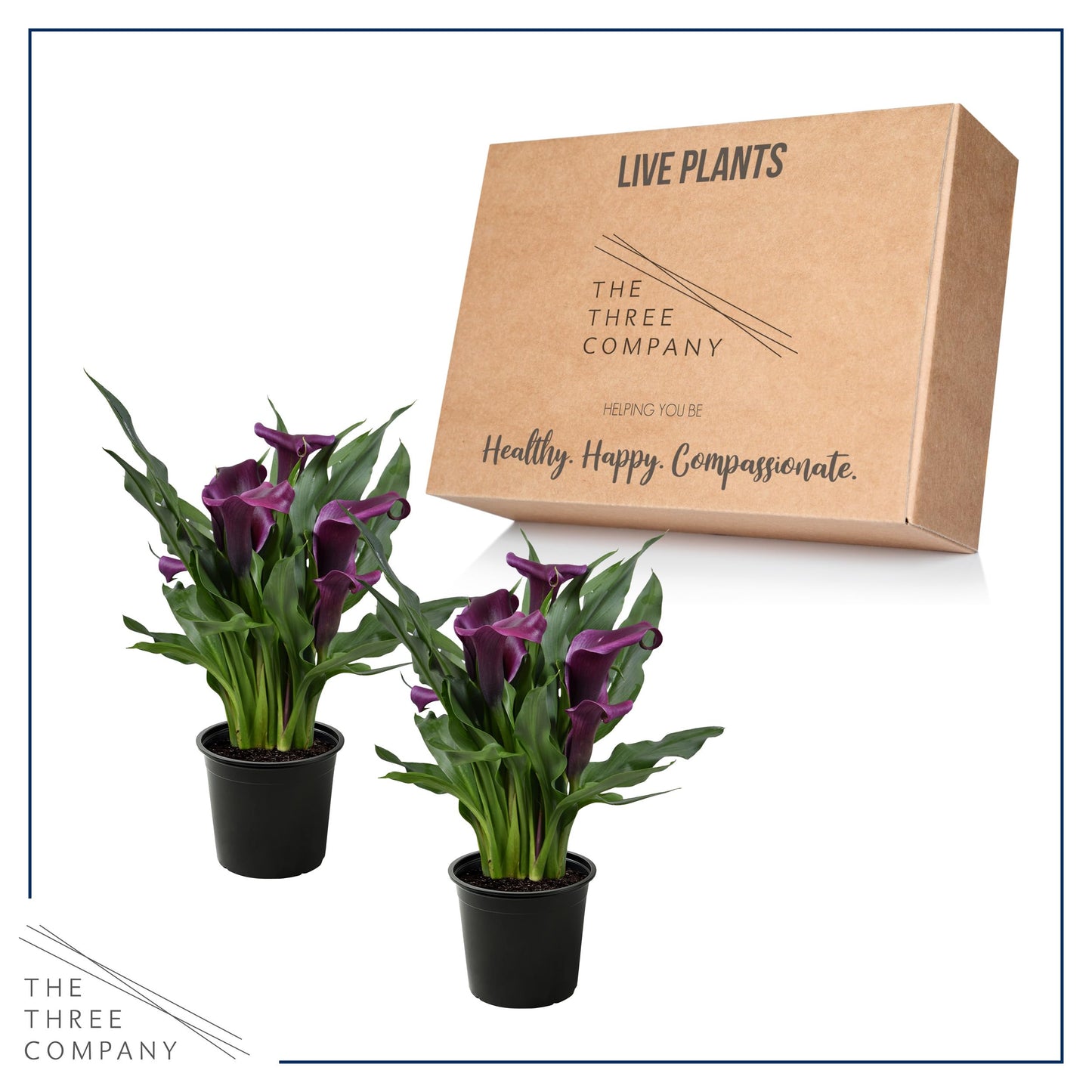 Live Flowering Calla Lily (2 Plants Per Pack) - Purple, 3+ Blooms - Beautiful Spring Perennial - 12" Tall by 5" Wide in 1 Qt Pot