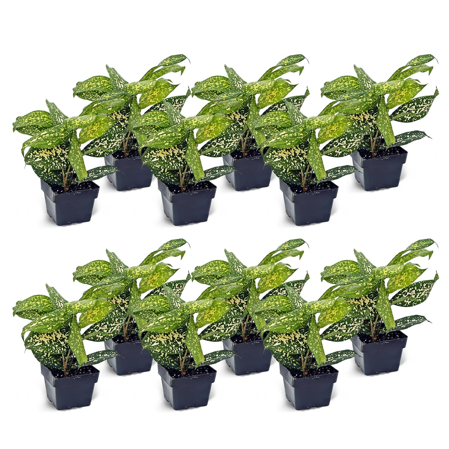 12 Pack Live Florida Beauty Golddust Spoted-Leaf Dracaena Surculosa, Variegated Indoor Potted Houseplant, Office Gift, Get Well Gift, Birthday Gift, Thank You Gift in 3" Pot