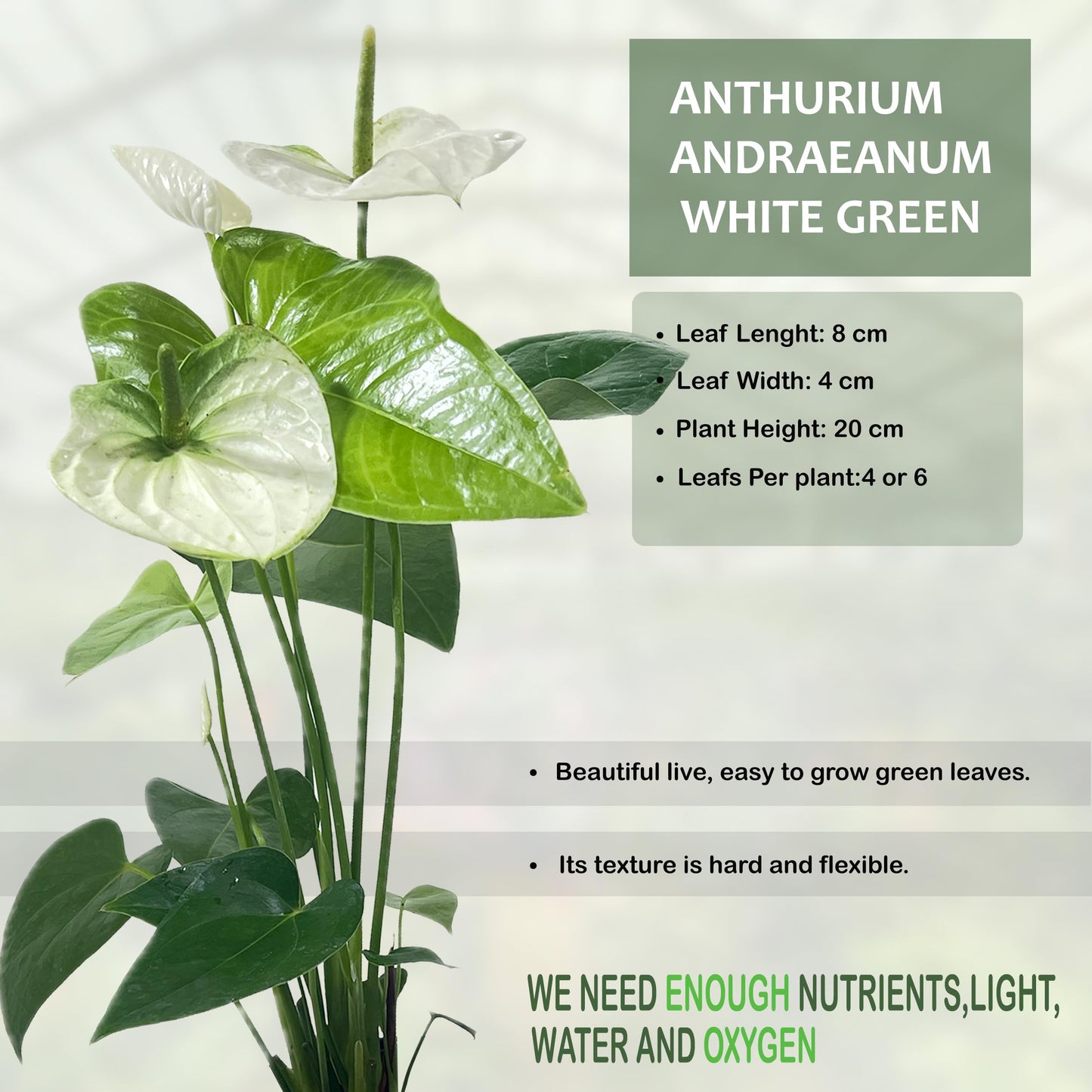 LEAL PLANTS ECUADOR Anthurium Andraeanum White Green Live Plant (Pack of 2) Easy Care, Air-Purifying Indoor Plant for Wellness & Home Decor, Office Desk, Unique Sustainable Gift