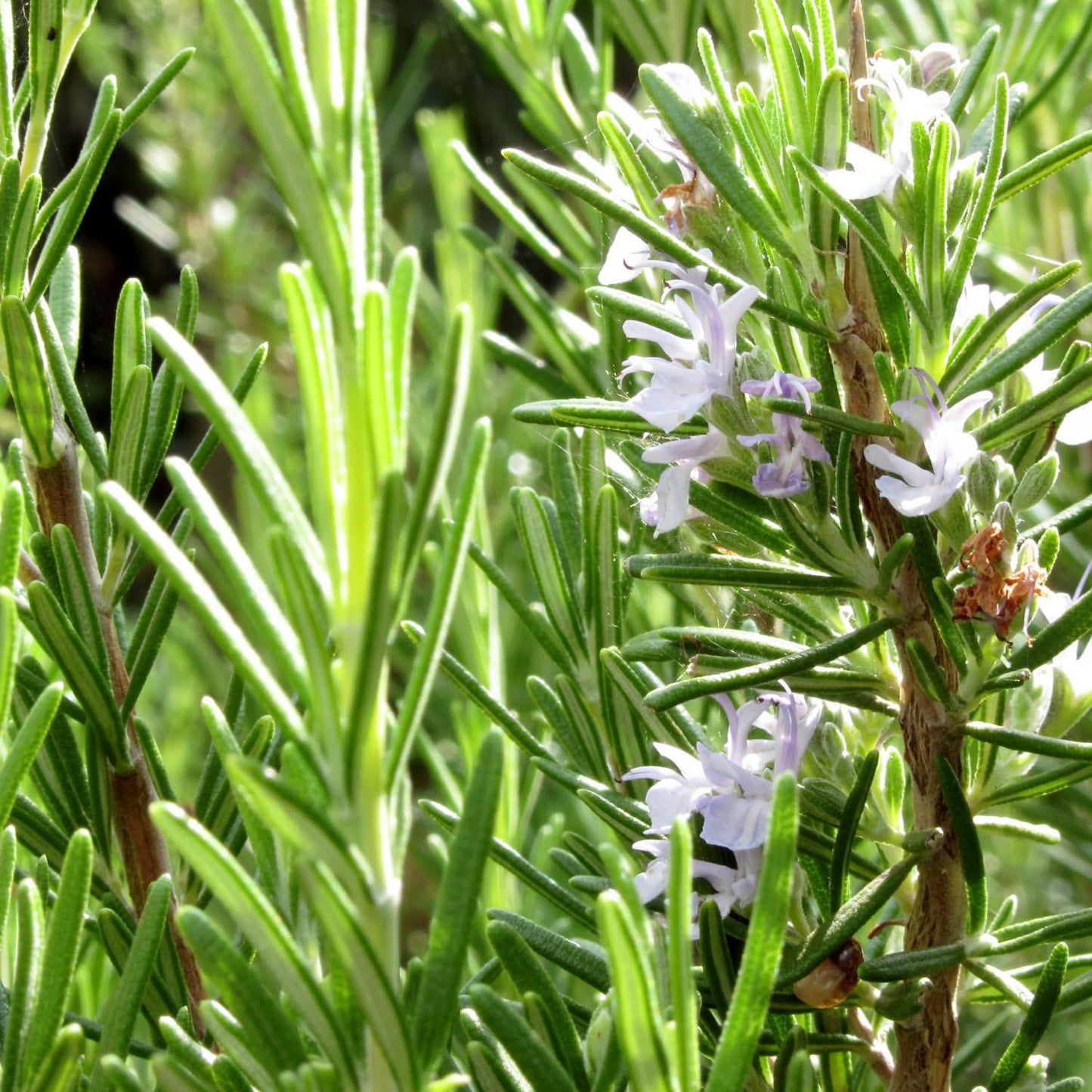 Live Rosemary Plants in 4'' Pot, Fragrant Upright Rosemary Starter 4-8 Inches, Hardy Outdoor Plant for Garden, Patio and Containers