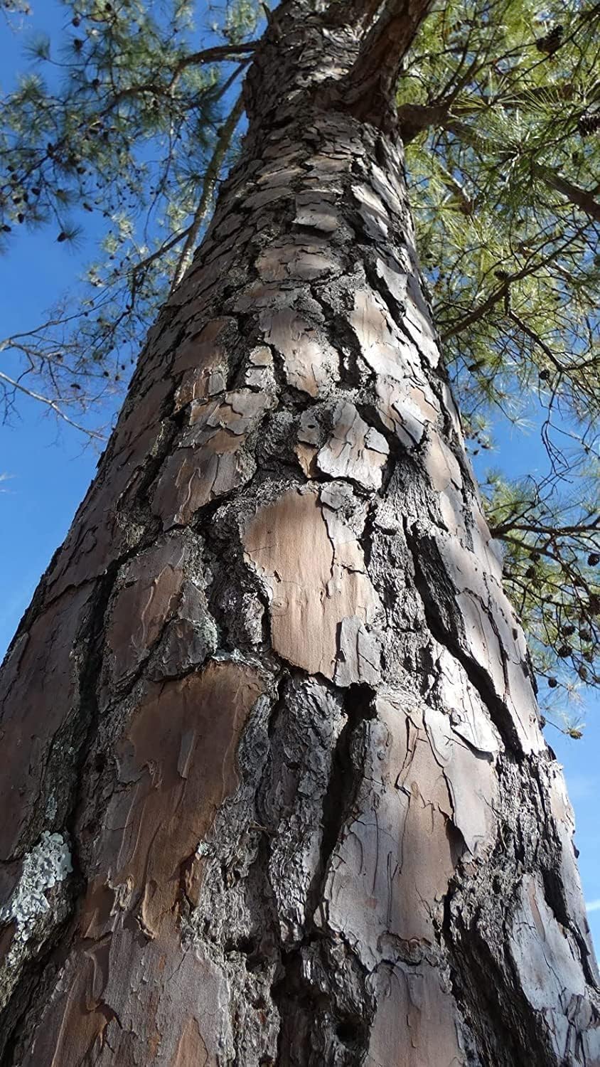 Loblolly Pine Tree Plants | 3 Live Seedlings | Pinus Taeda | Fast-Growing Evergreen for Landscaping | Ideal Plants for Large Spaces