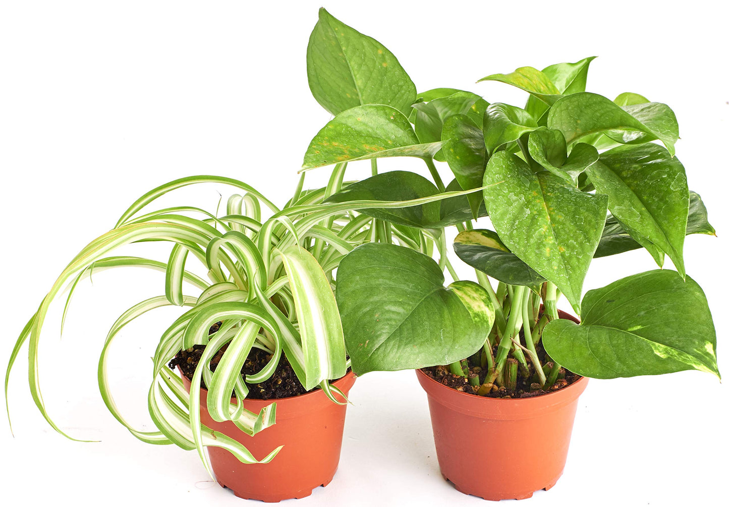 Shop Succulents Vining Collection Hand Selected, Air Purifying Easy Care Live Indoor/Outdoor Variety of House Plant in 4" Grow Pot, 2-Pack, 4-Inch