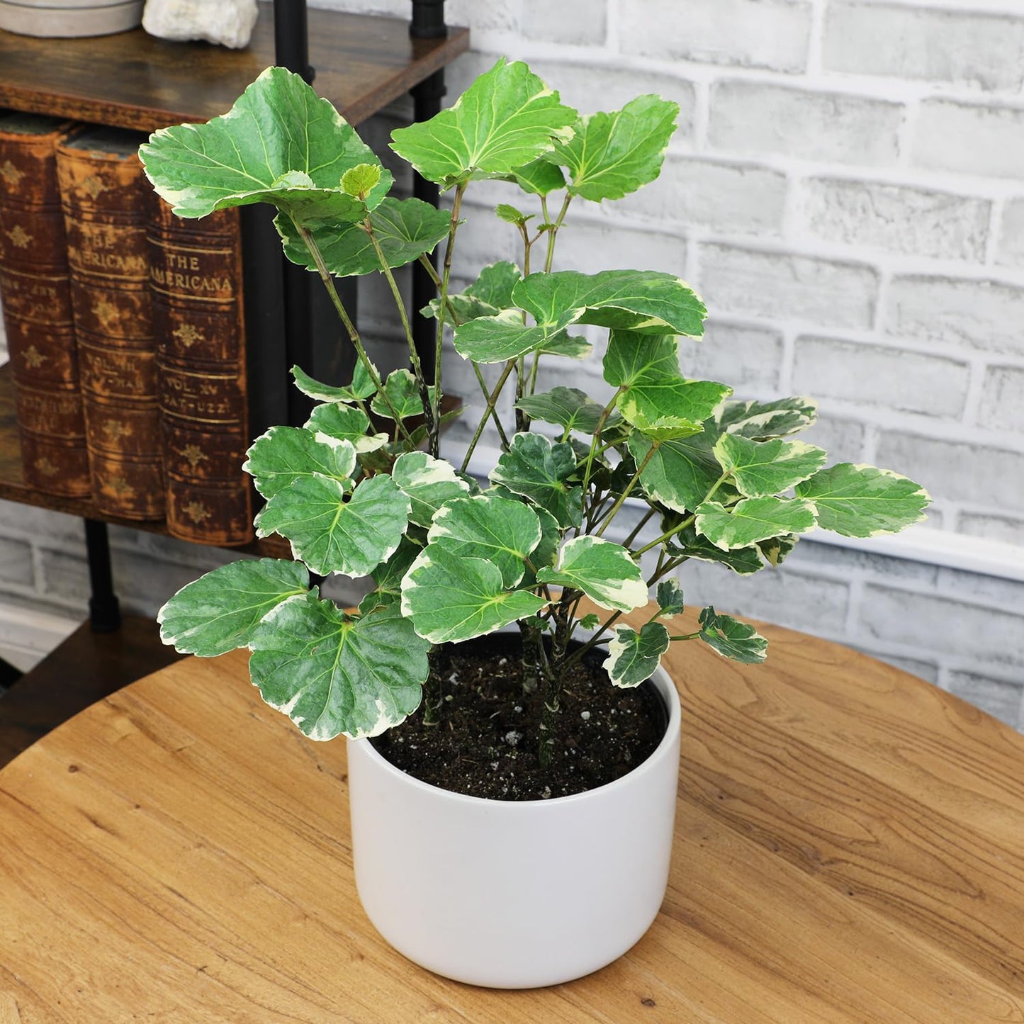 Dinner Plate Variegated Aralia Balfouriana in 6" Grower Pot, Rare Live Houseplant, Easy Care Plant for Home or Office by Plants for Pets