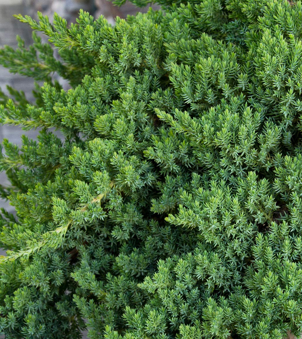 Juniper Procumbens Nana - 15 Live Plants - Drought Tolerant Evergreen Groundcover - Great for Bonsai