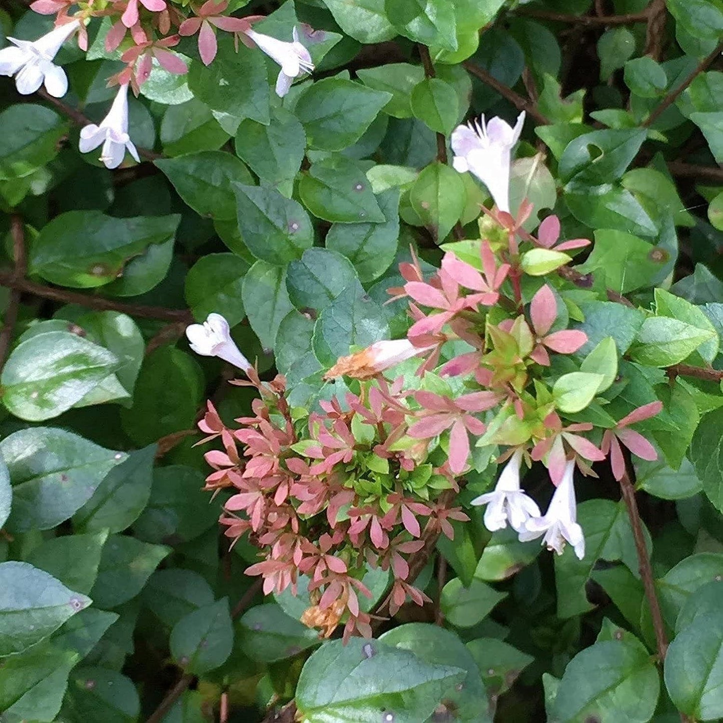 Abelia Chinensis Rose Creek | 1 Large Trade Gallon Size Plant | Flowering Butterfly Attracting Ornamental Shrub