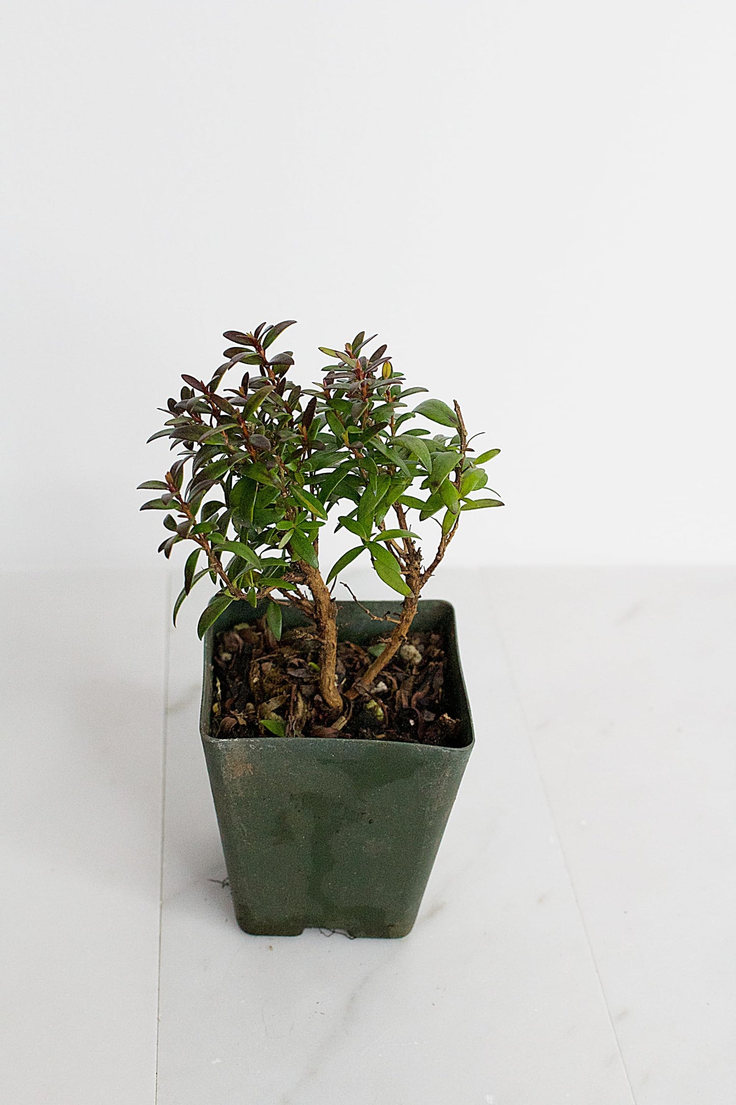 Generic Bonsai Starter Myrtle Compacta Plant Gift Mini Starter Plant 2 inch Pot Outdoor Zen Garden Gift for Mom (1), Green